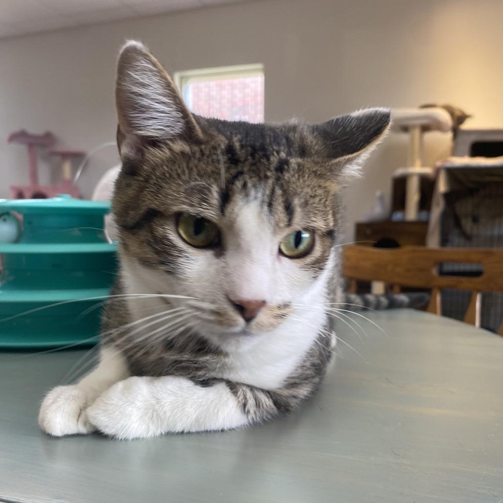 Cookie, a Adoptable Domestic Short Hair in Normal, IL image 3/6