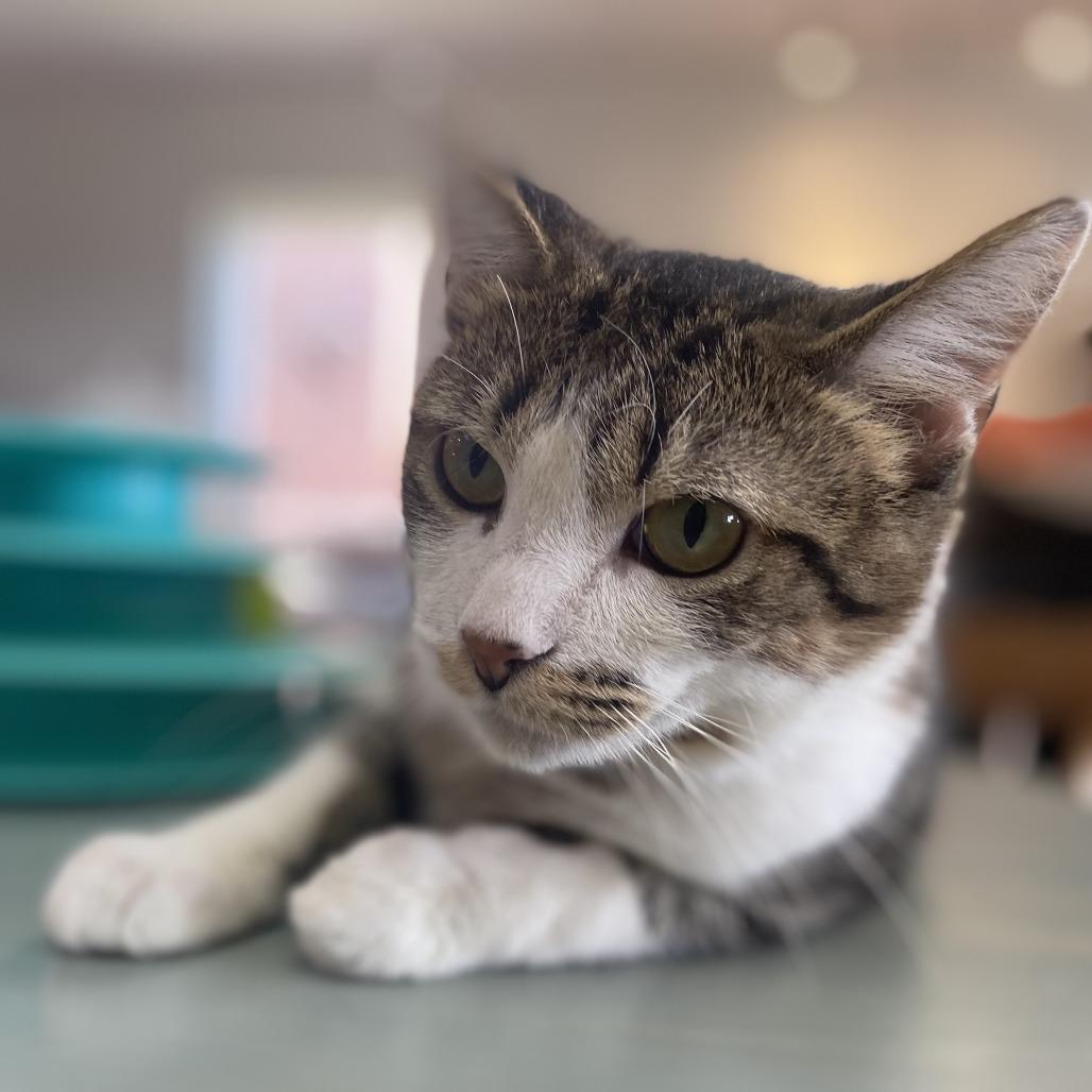 Cookie, a Adoptable Domestic Short Hair in Normal, IL image 4/6