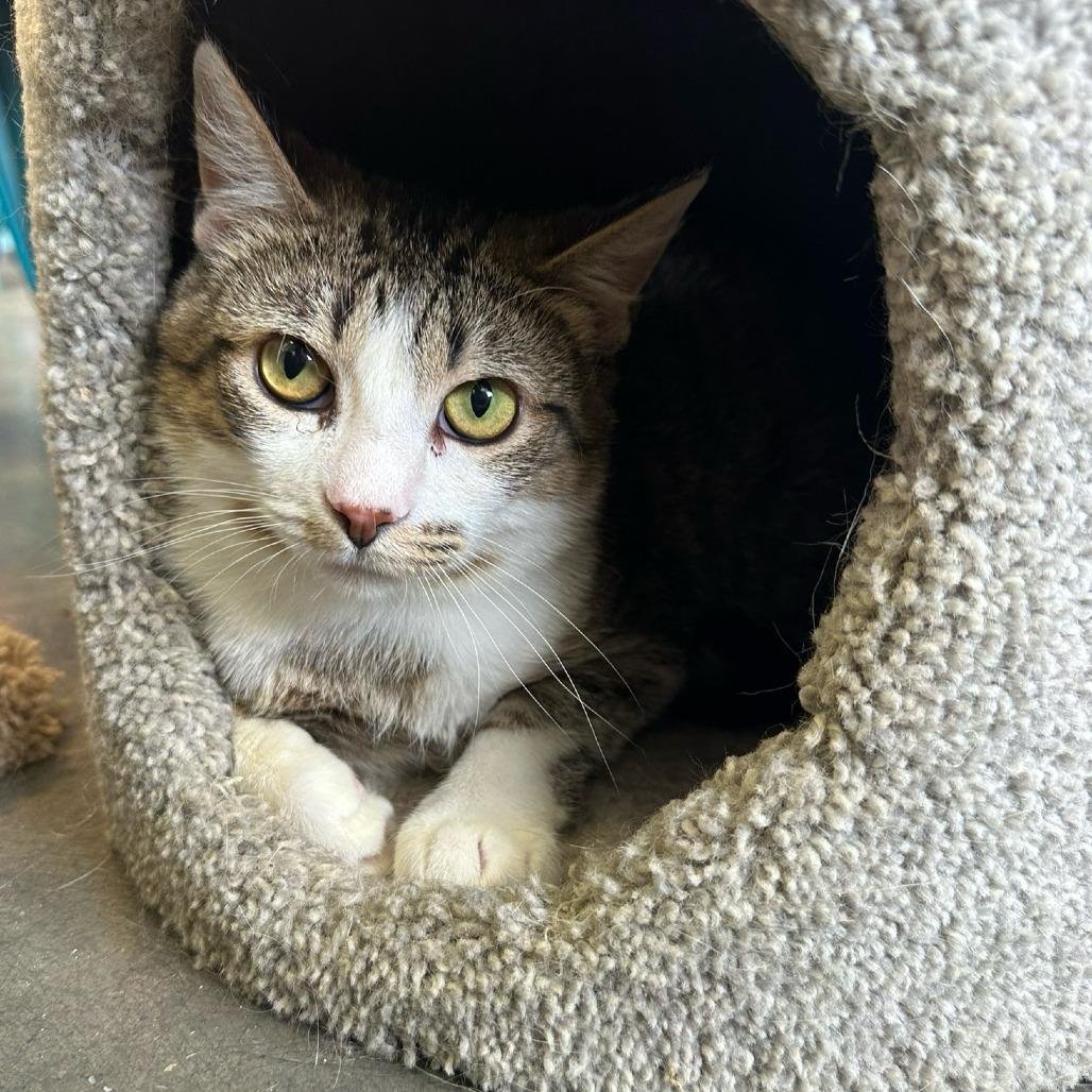 Cookie, a Adoptable Domestic Short Hair in Normal, IL image 5/6