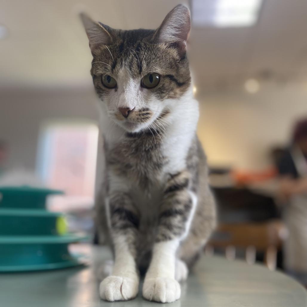 Cookie, a Adoptable Domestic Short Hair in Normal, IL image 6/6