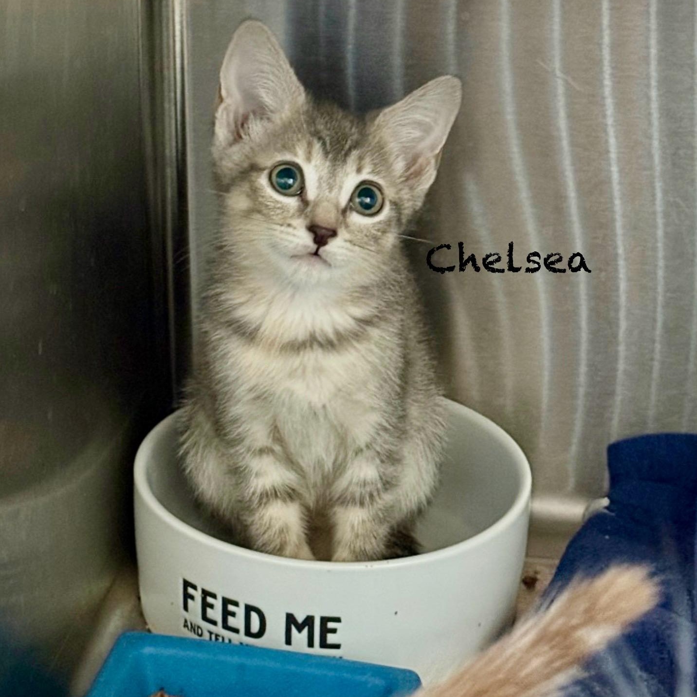 Enlarge Chelsea, an adoptable Domestic Short Hair in Palatine, IL image 2/2