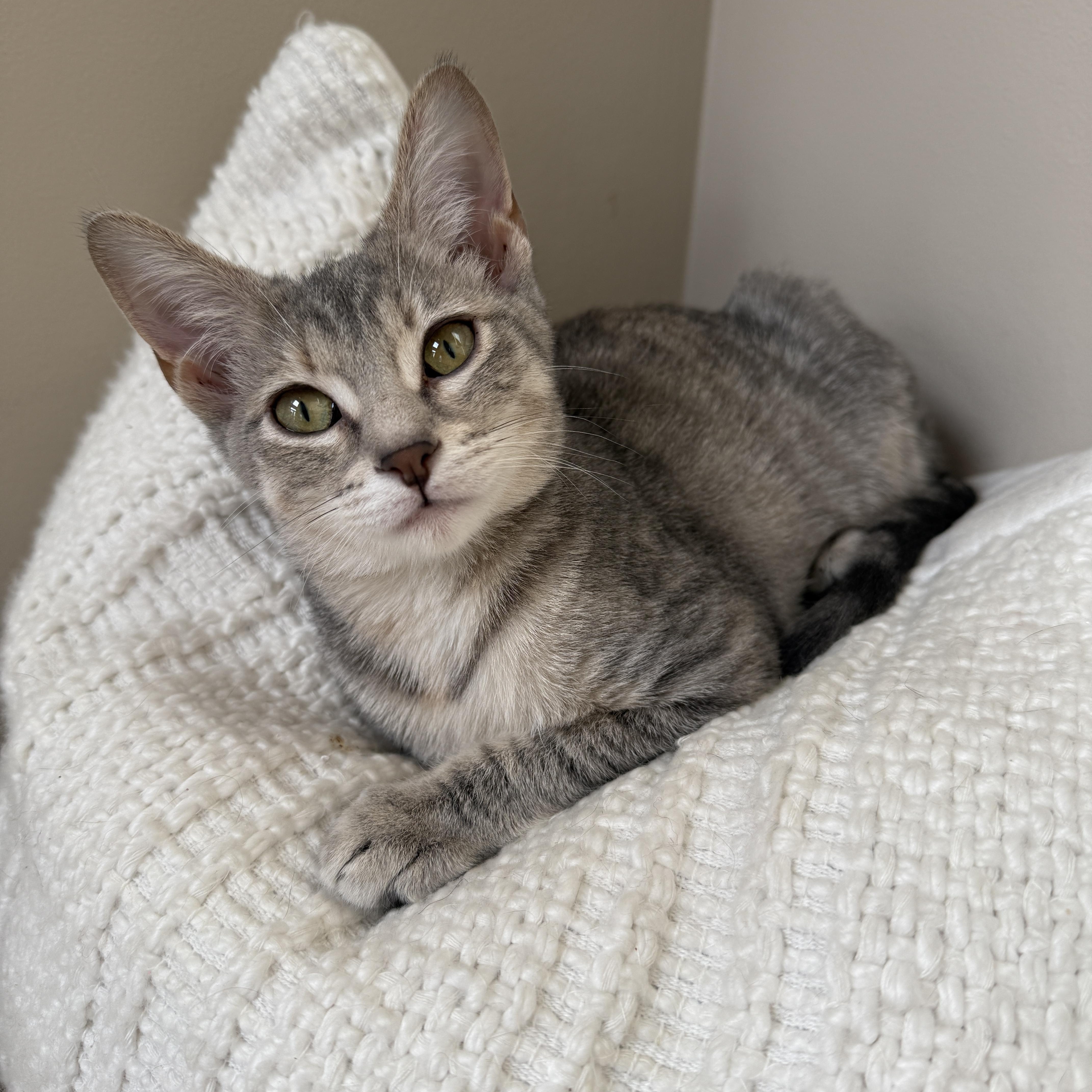 Chelsea, adoptable, Kitten Female Domestic Short Hair.