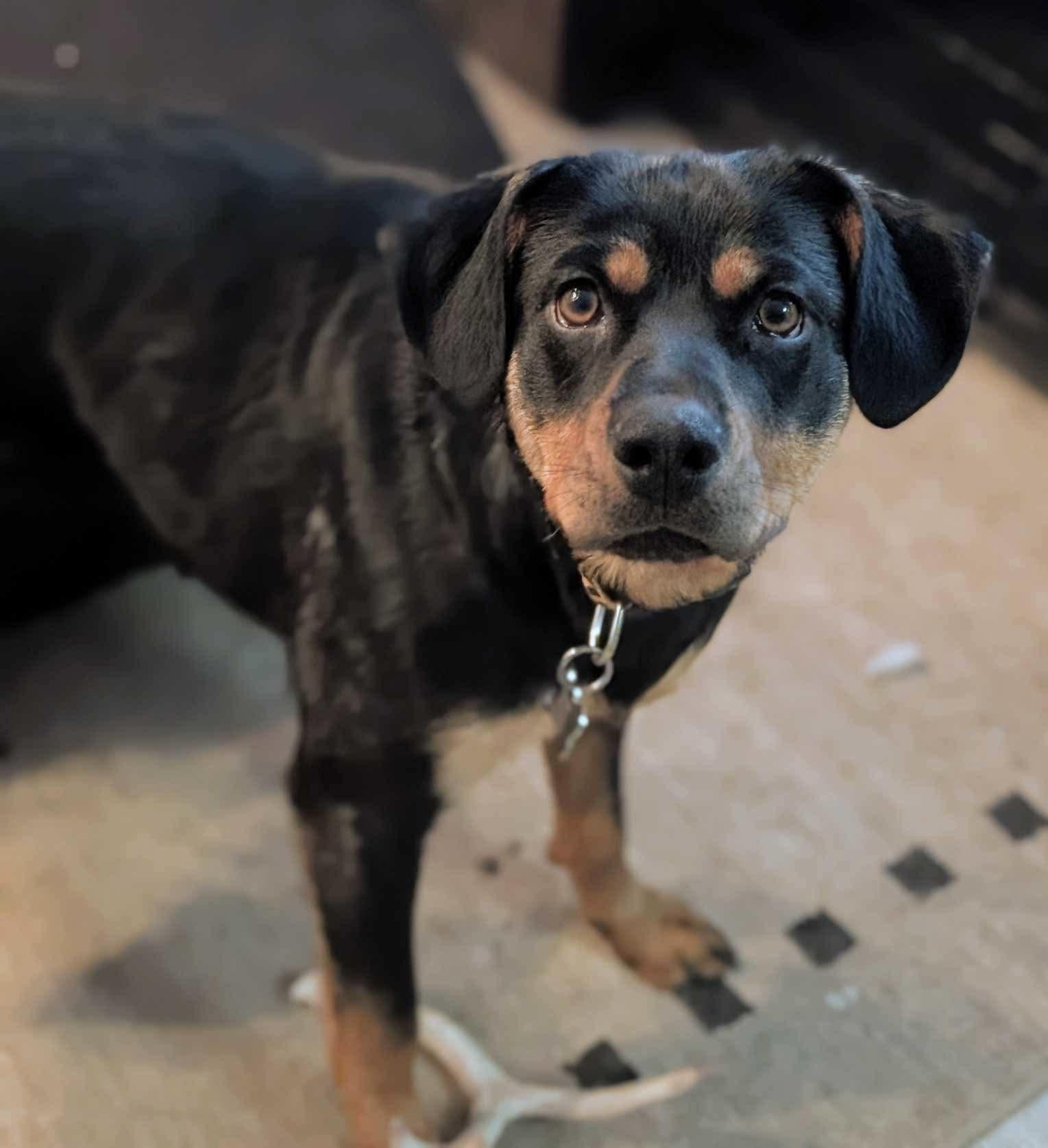 Enlarge Sonya , a Adoptable mixed breed in Winnipeg, MB image 4/4