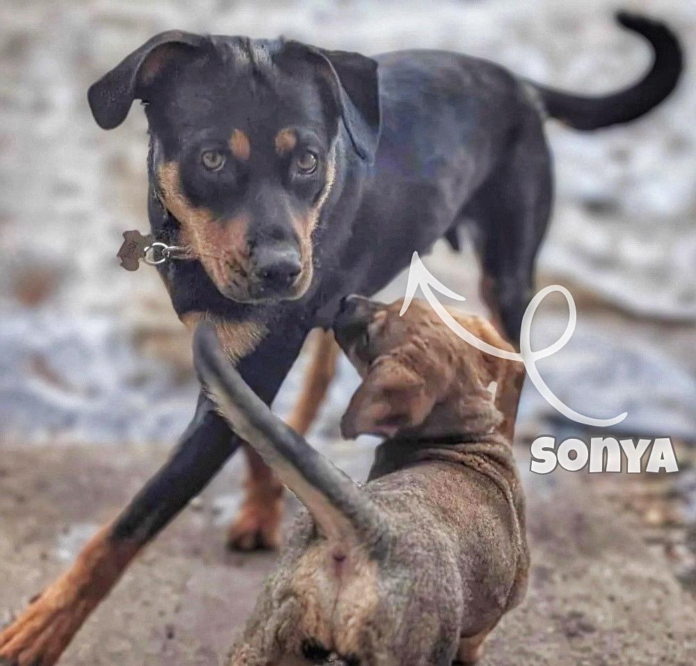 Enlarge Sonya , a Adoptable mixed breed in Winnipeg, MB image 2/4