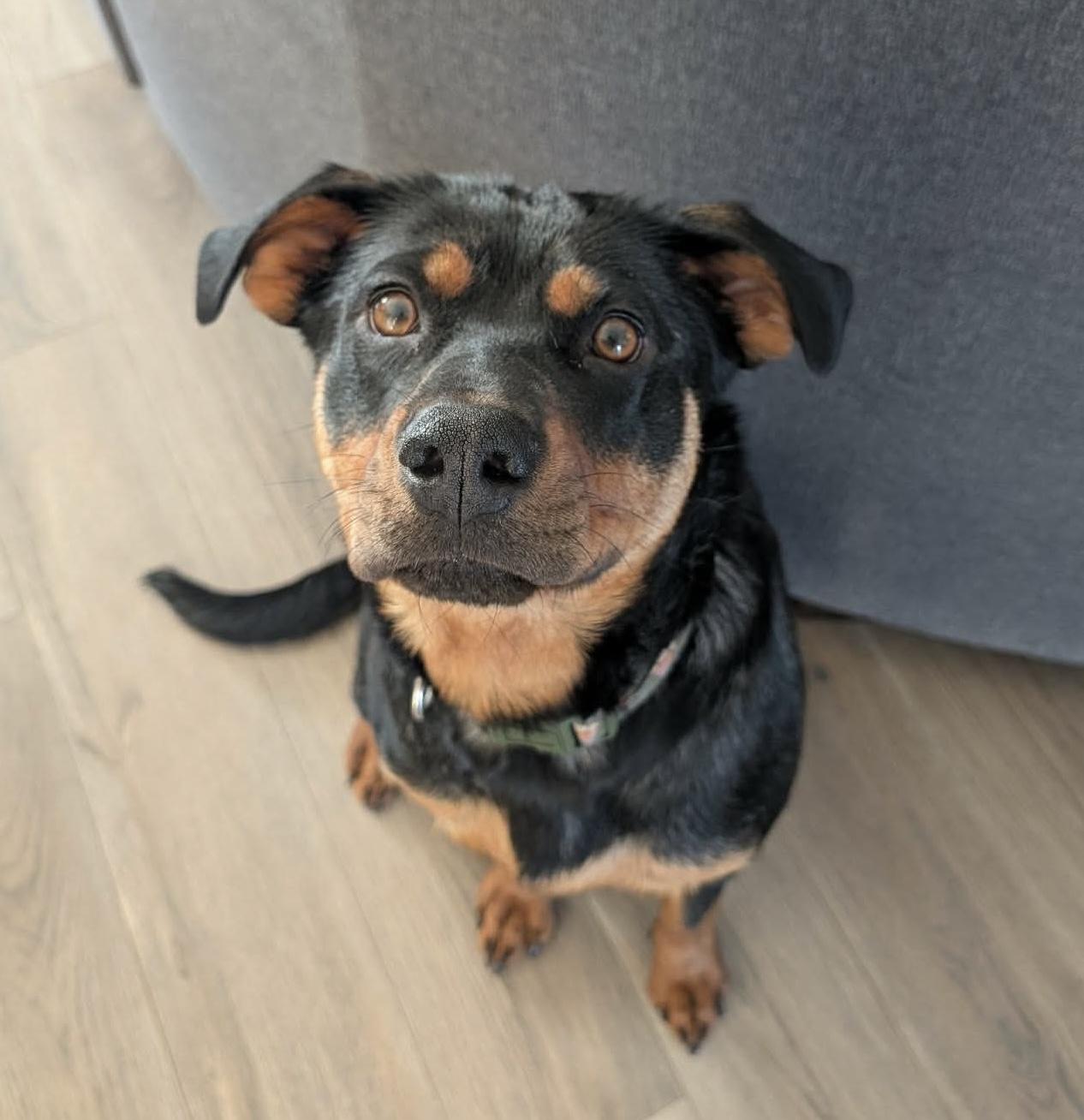 Sonya , Adoptable, Puppy Female Rottweiler.