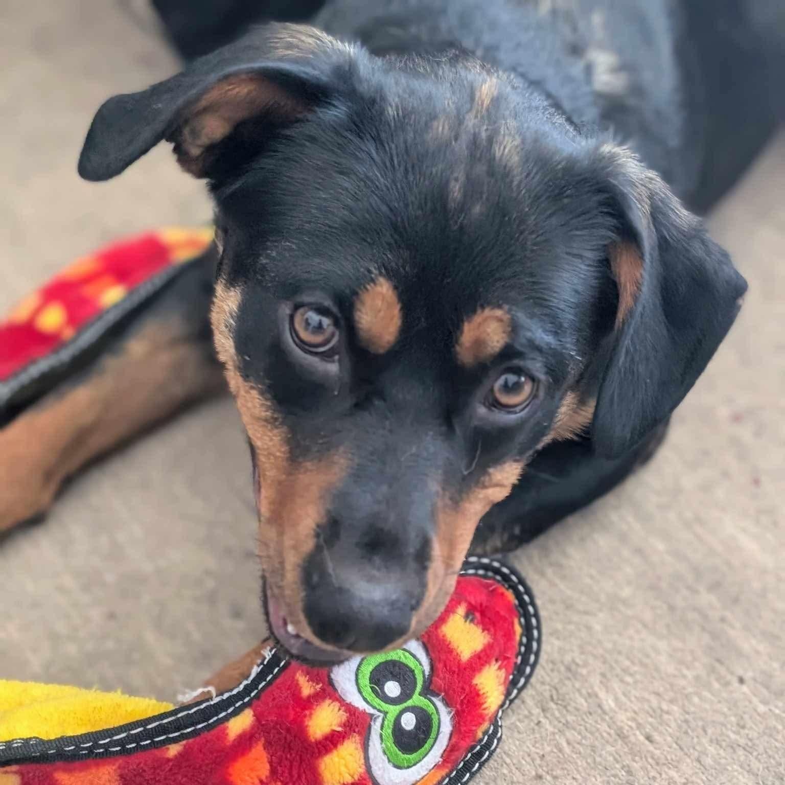 Enlarge Sonya , a Adoptable mixed breed in Winnipeg, MB image 3/4