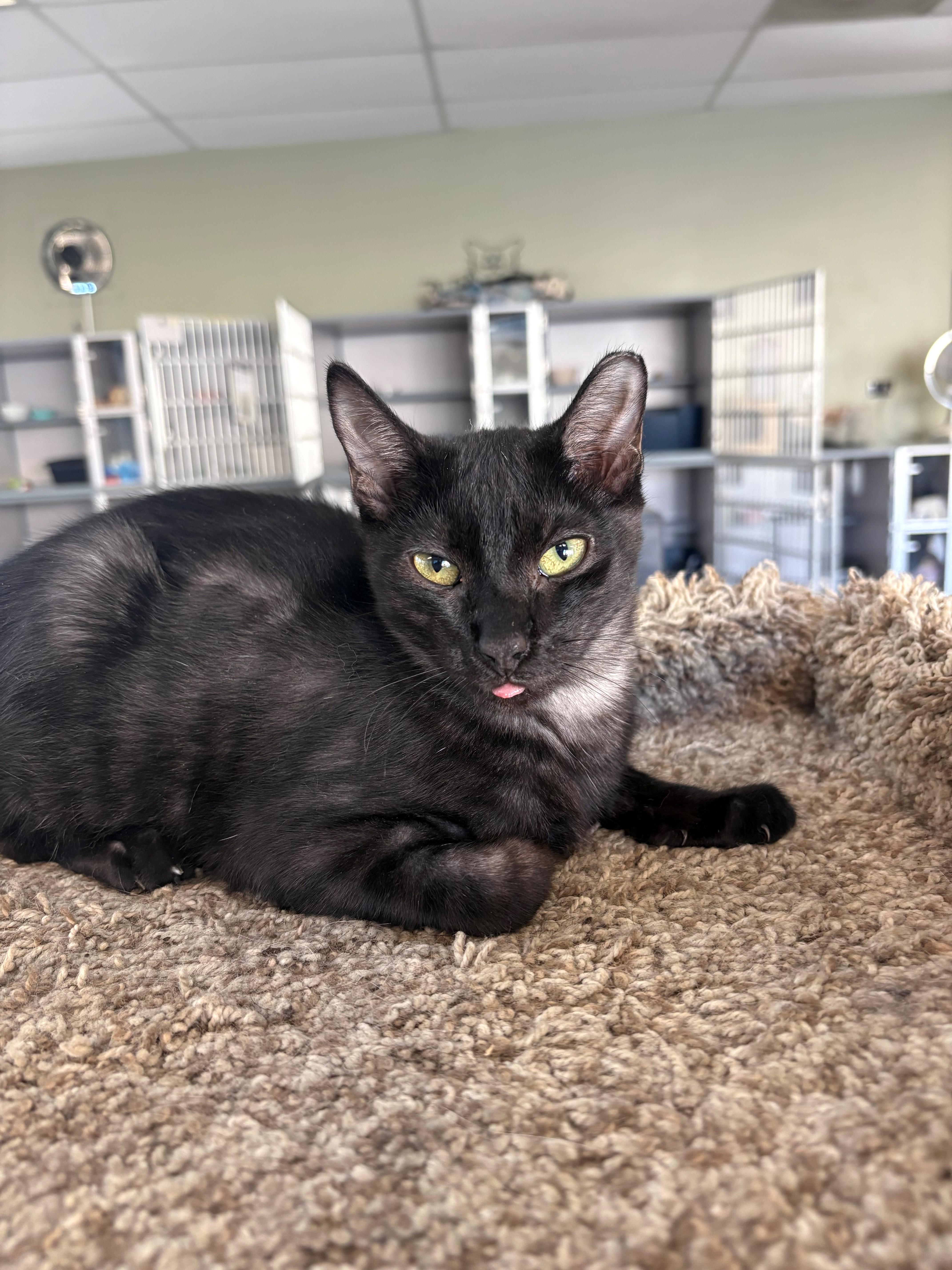 Enlarge Smokey, a Adoptable Domestic Short Hair in Grass Valley, CA image 1/2