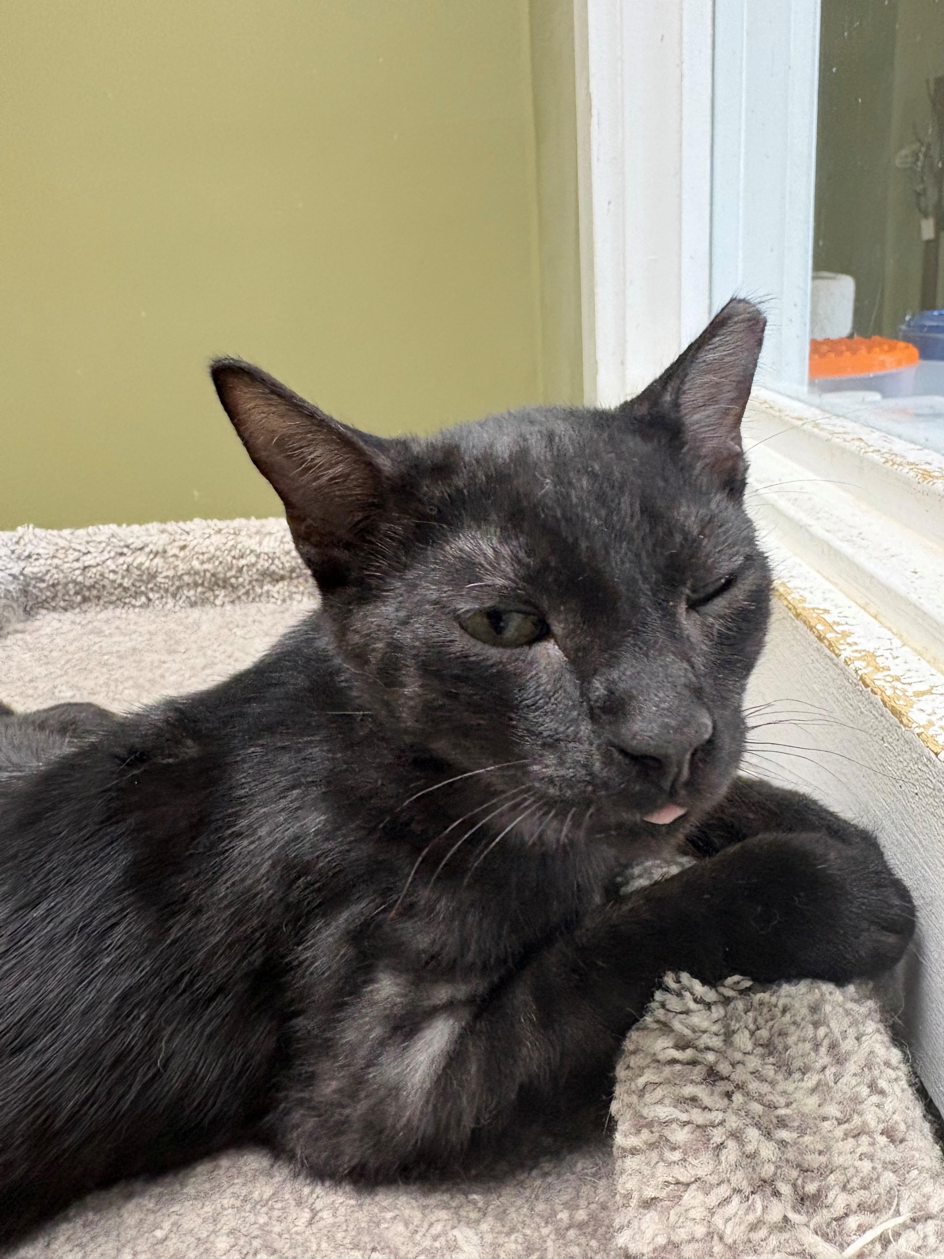 Enlarge Smokey, a Adoptable Domestic Short Hair in Grass Valley, CA image 2/2