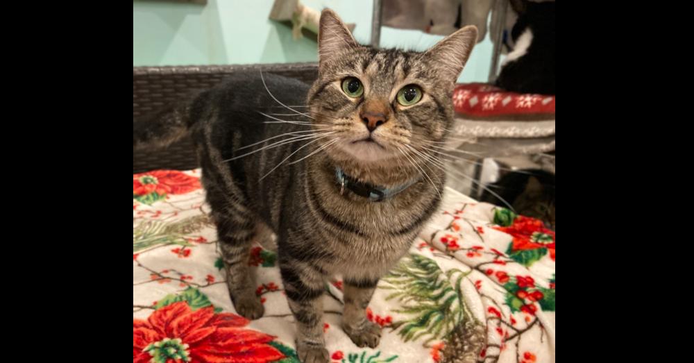 Enlarge Hazie, a Adoptable mixed breed in New Cumberland, WV image 1/5