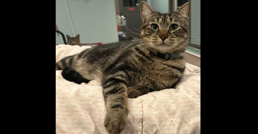 Enlarge Hazie, a Adoptable mixed breed in New Cumberland, WV image 2/5