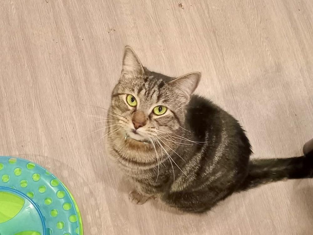 Enlarge Hazie, a Adoptable mixed breed in New Cumberland, WV image 3/6