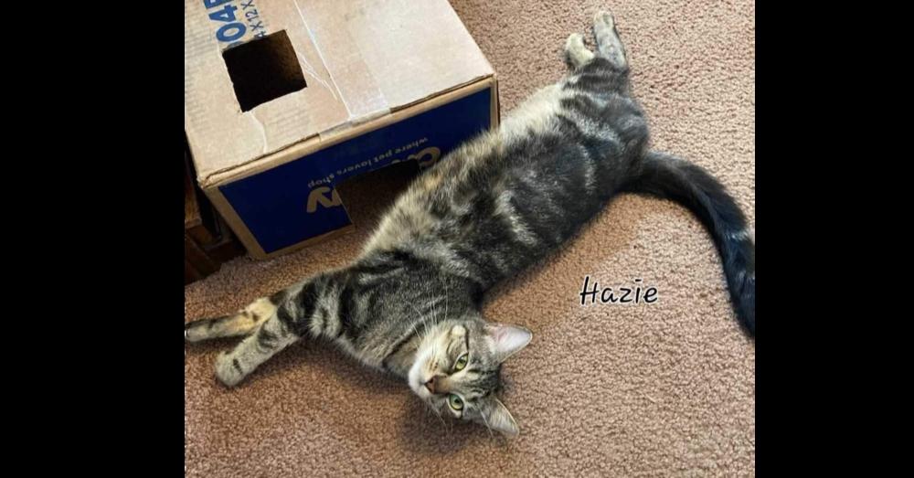 Enlarge Hazie, a Adoptable mixed breed in New Cumberland, WV image 3/5