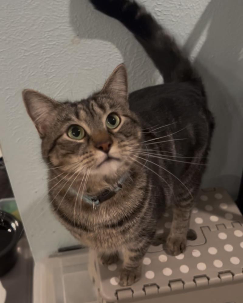 Hazie, Adoptable, Adult Female Domestic Short Hair.