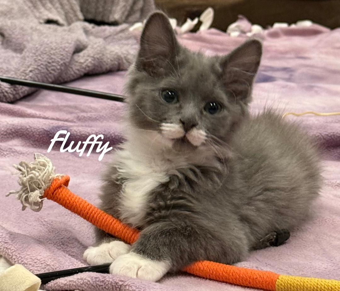 Fluffy, Adoptable, Young Male Domestic Long Hair.