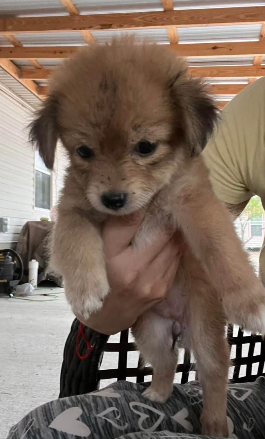 Biscuit, Adoptable, Puppy Female Chihuahua & Pomeranian.