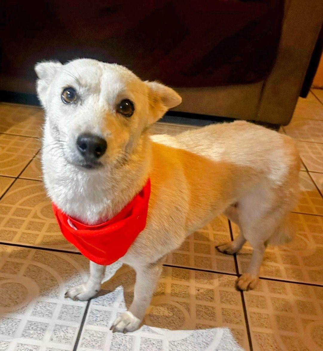 Sasha available at Charlie's Little Doghouse