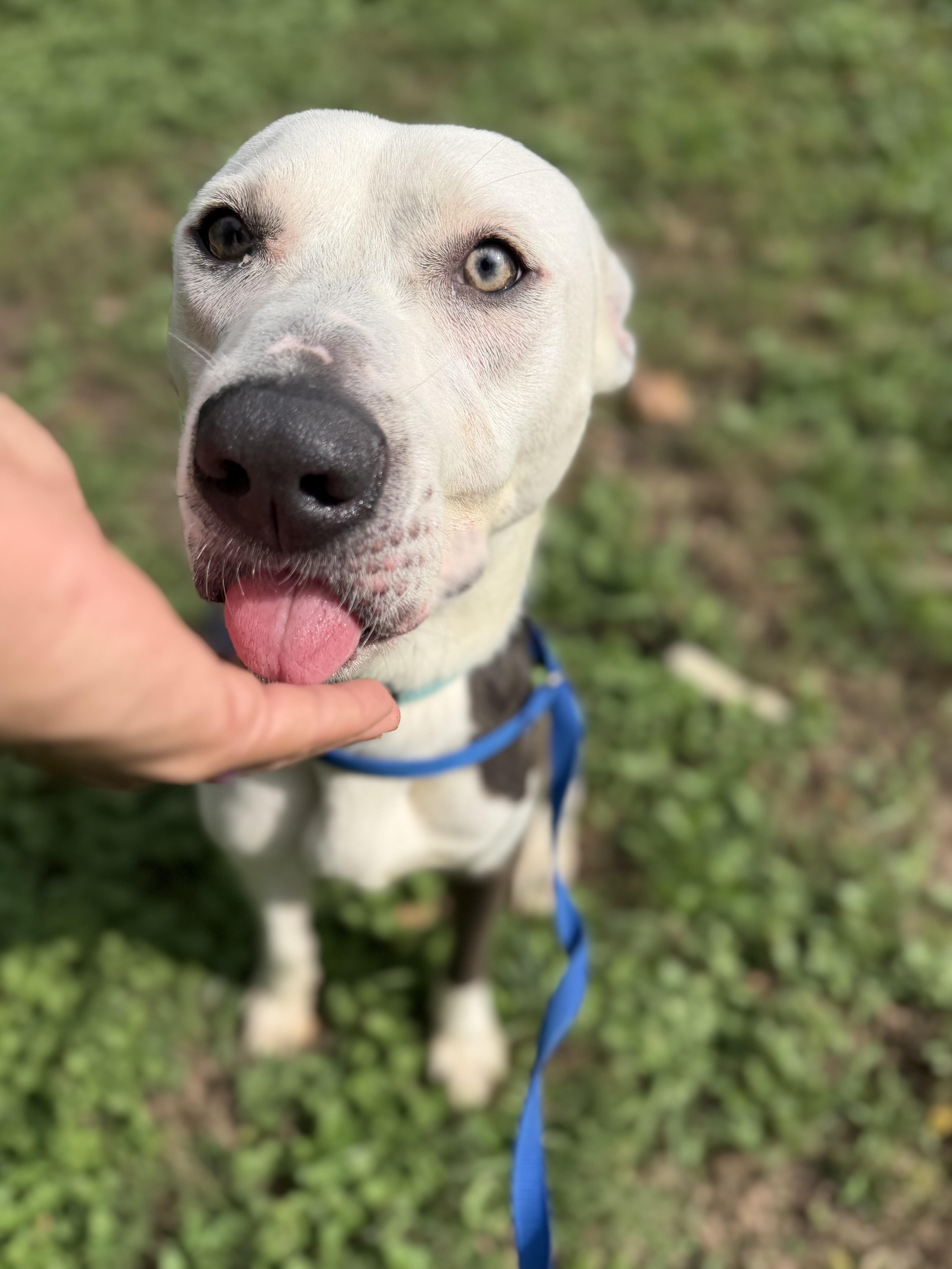 Enlarge Vladamir, a Adoptable mixed breed in Sherman, TX image 3/5