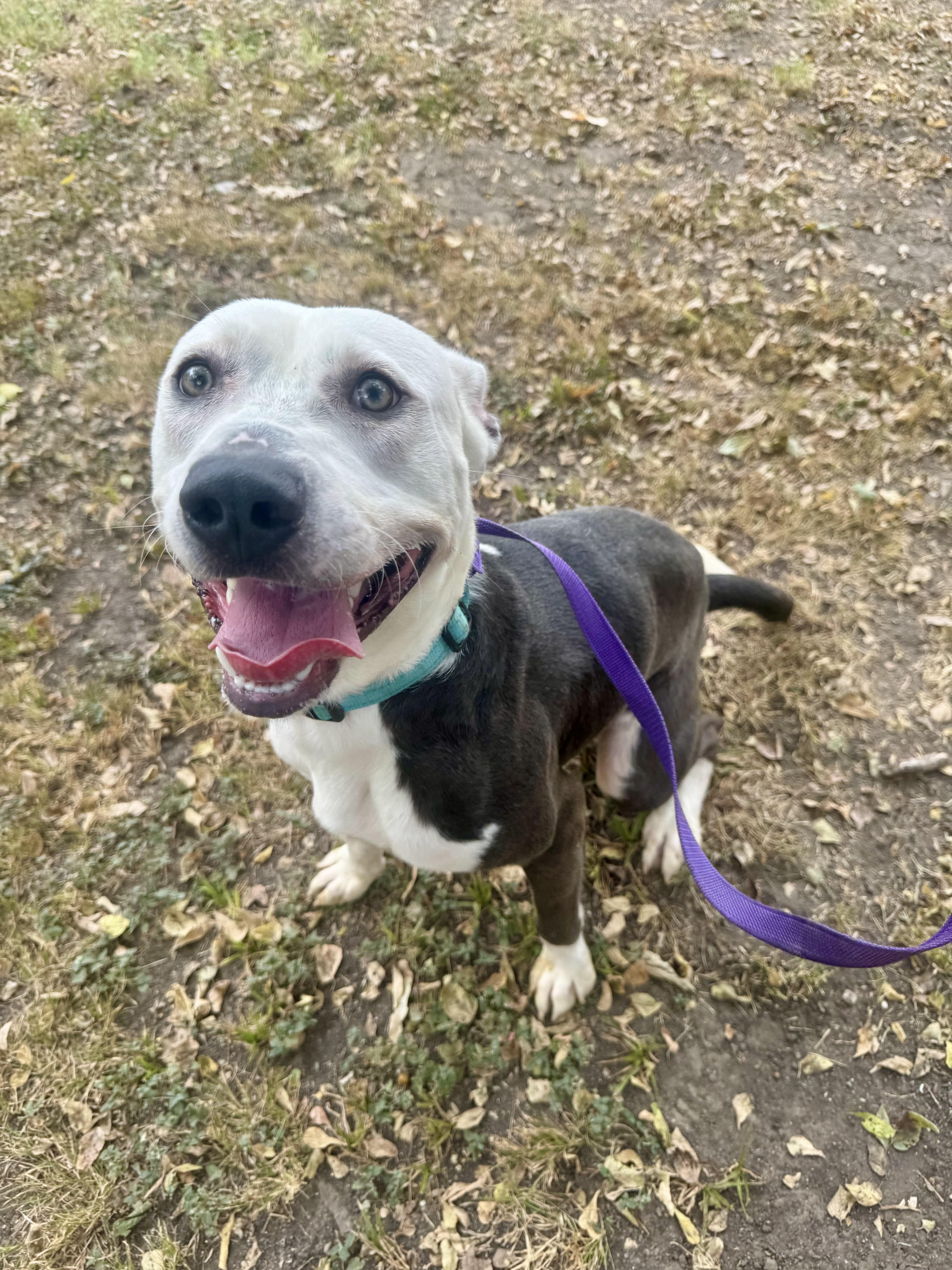 Enlarge Vladamir, a ADOPTABLE mixed breed in Sherman, TX image 4/4