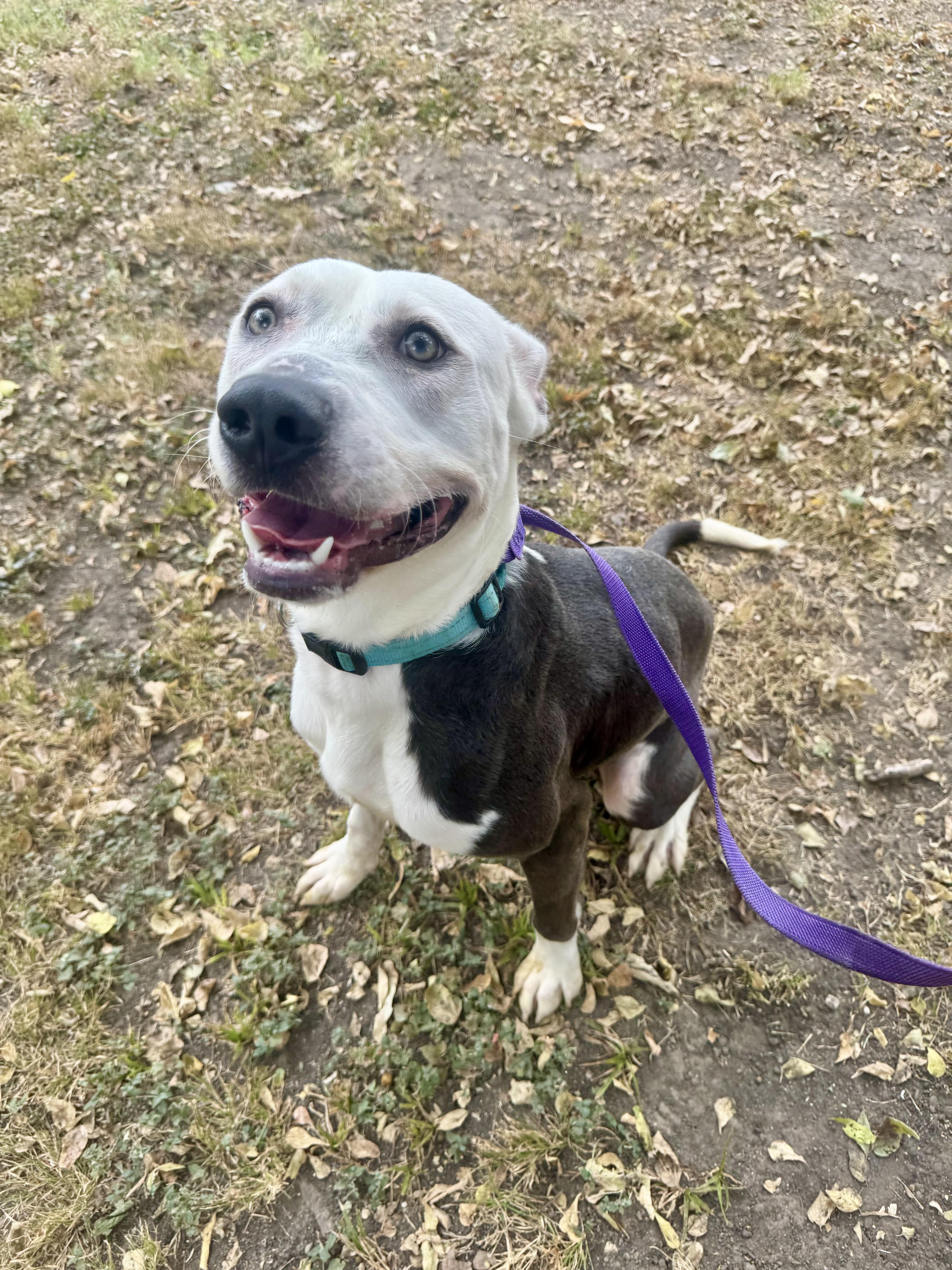 Enlarge Vladamir, a ADOPTABLE mixed breed in Sherman, TX image 3/4