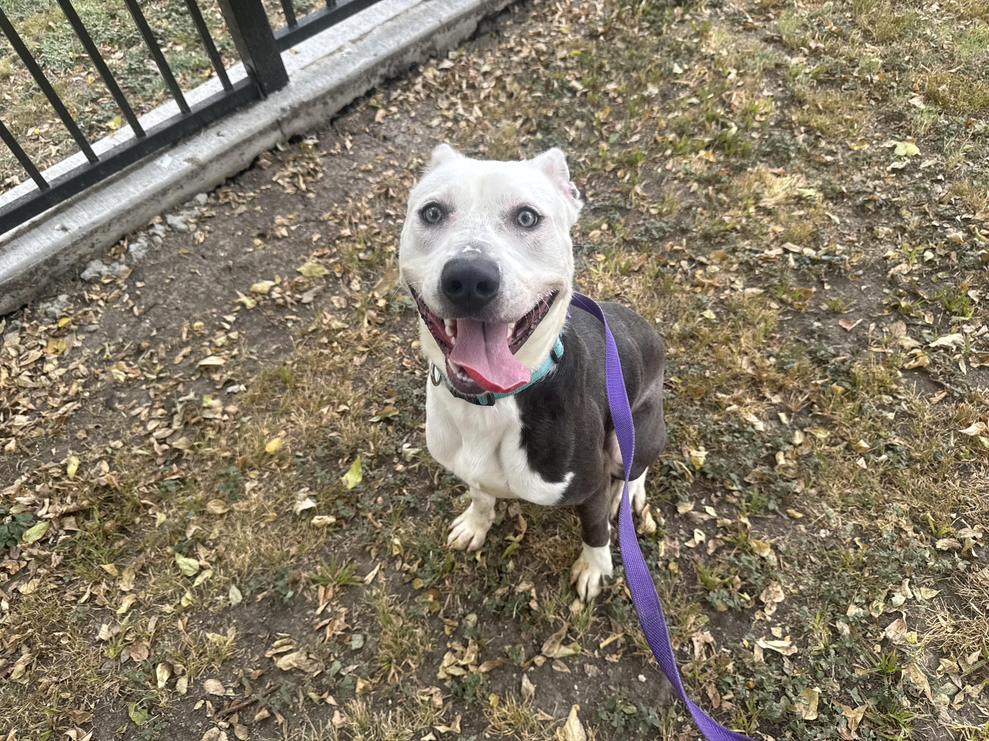 Enlarge Vladamir, a ADOPTABLE mixed breed in Sherman, TX image 2/4
