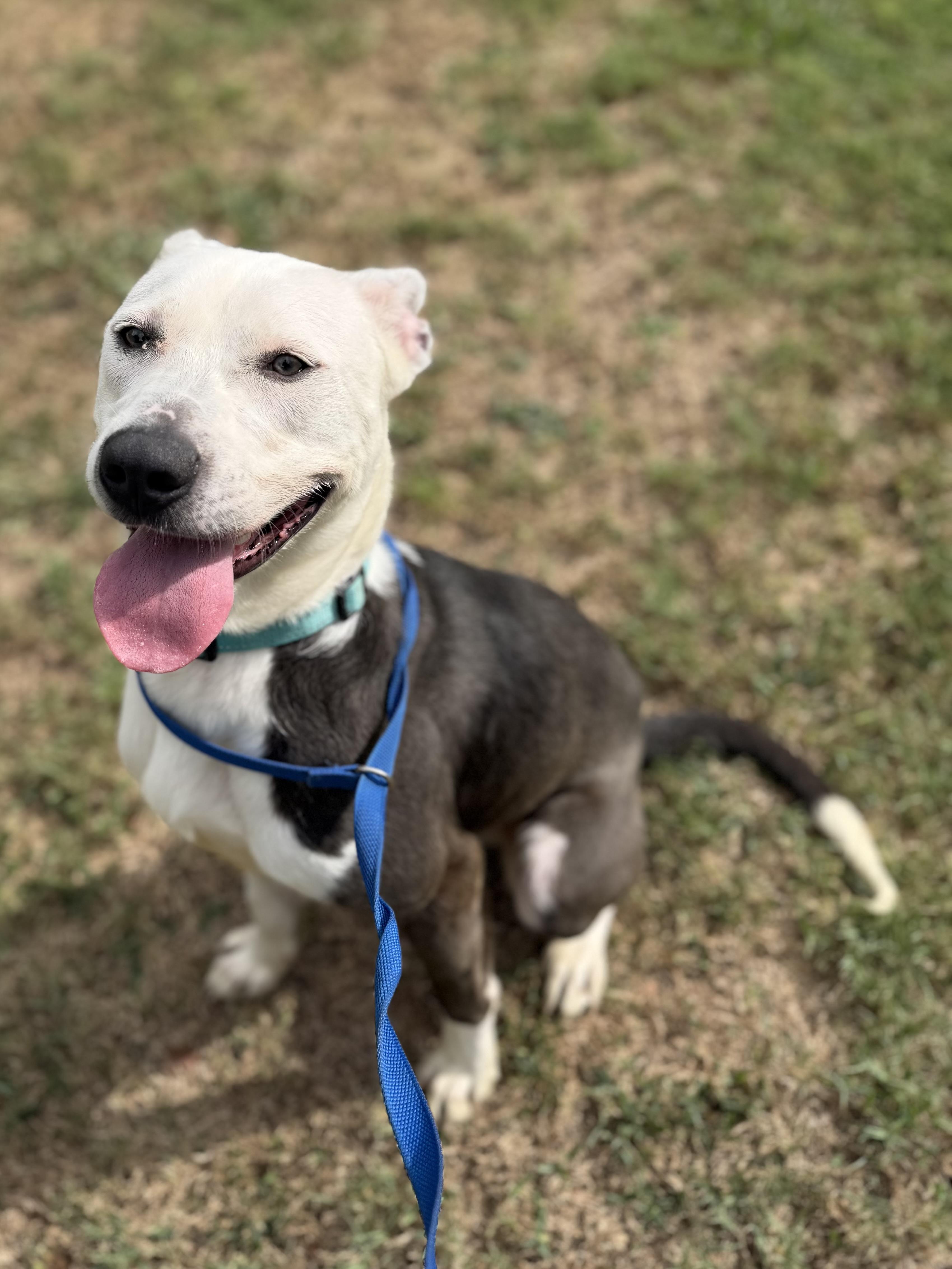 Vladamir, Adoptable, Young Male Pit Bull Terrier.