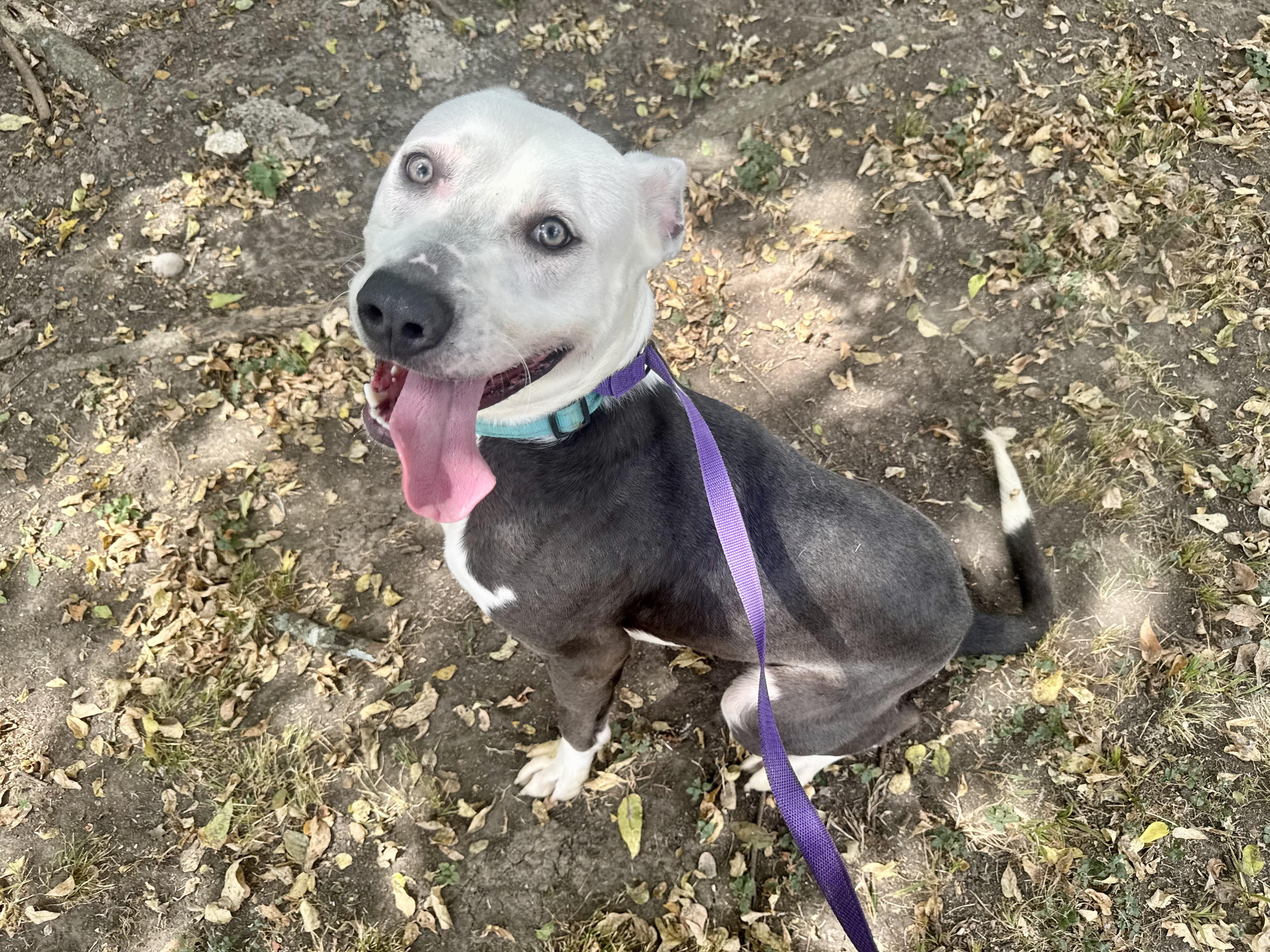 Vladamir, ADOPTABLE, Young Male Pit Bull Terrier.