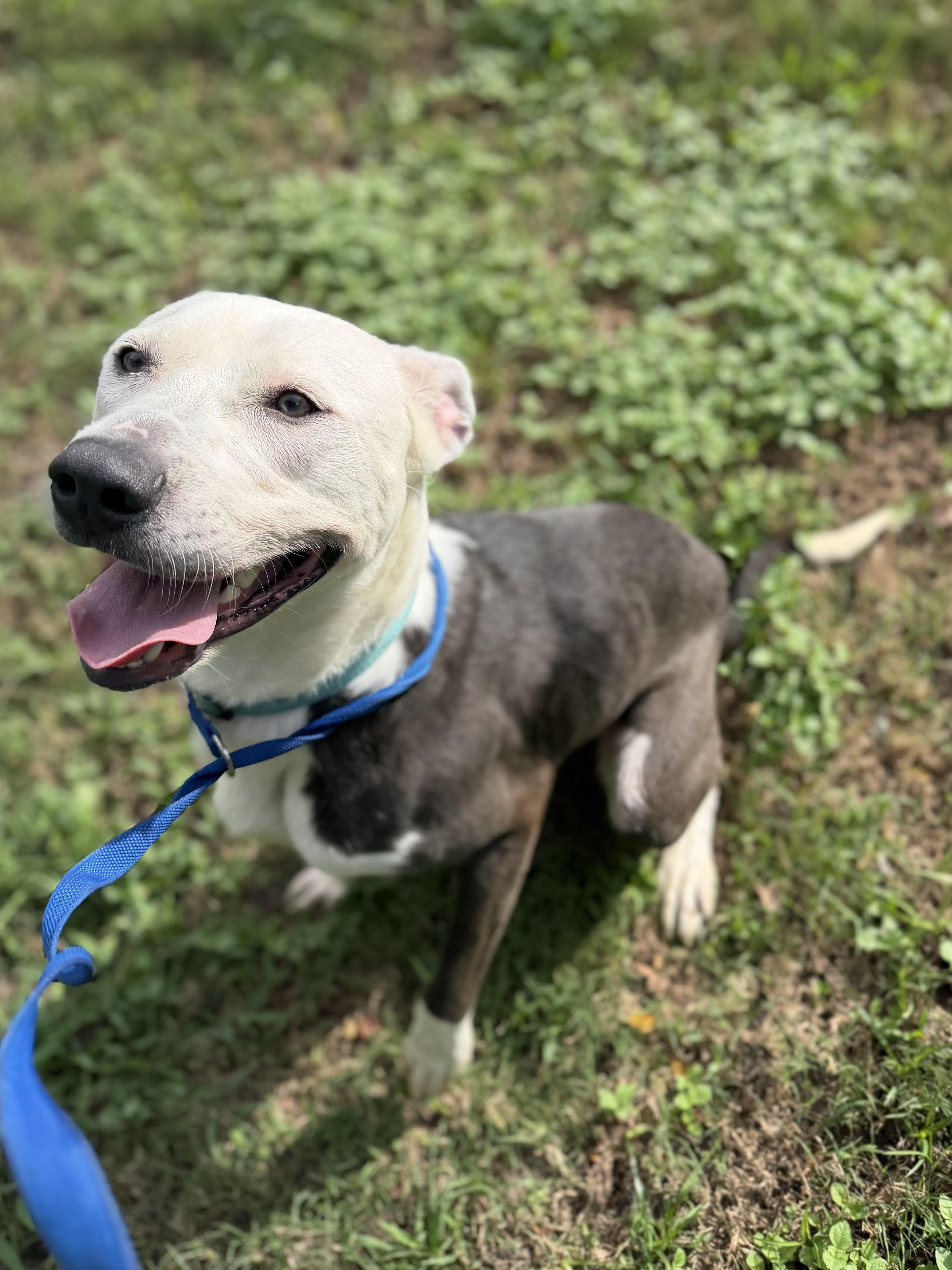 Enlarge Vladamir, a Adoptable mixed breed in Sherman, TX image 5/5