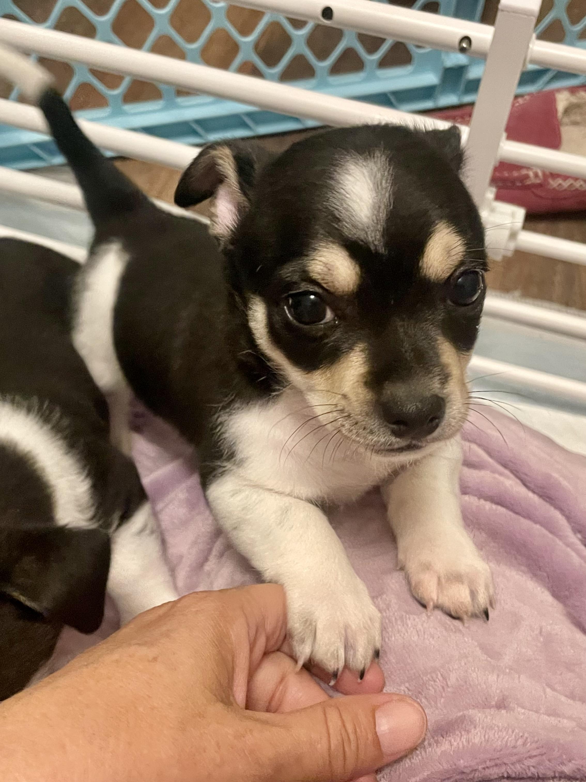 Enlarge Clove in Texarkana TX, a Adoptable mixed breed in Texarkana, TX image 5/6