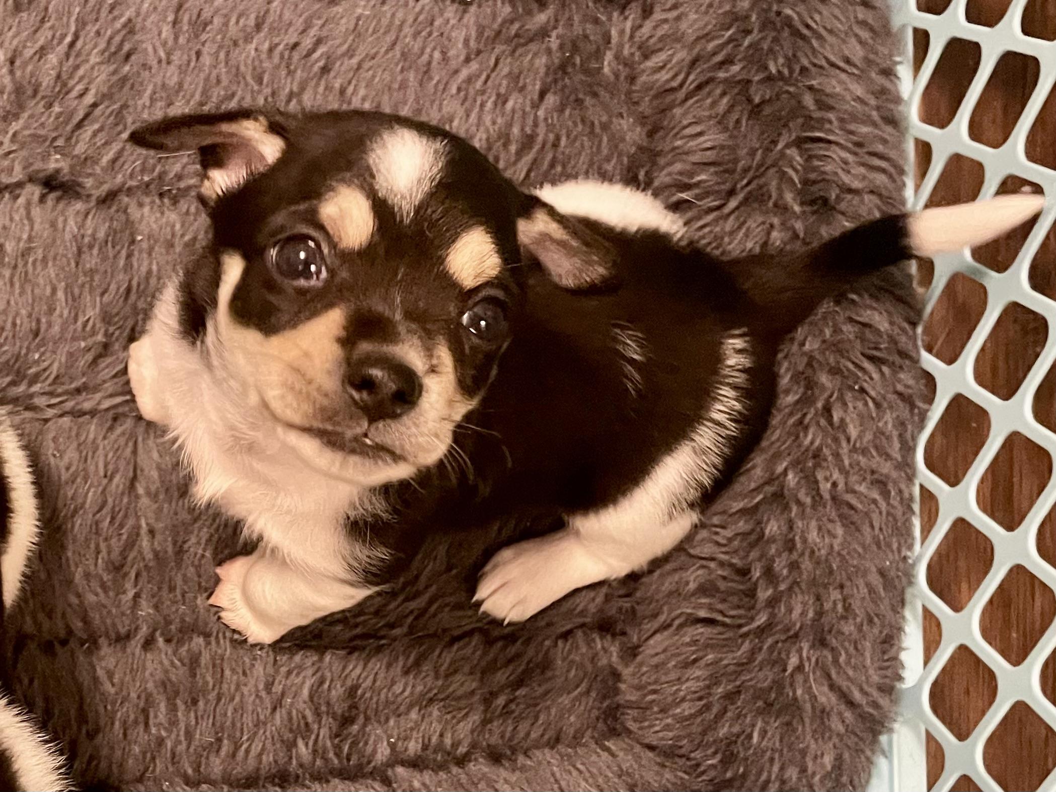 Enlarge Clove in Texarkana TX, a Adoptable mixed breed in Texarkana, TX image 4/6