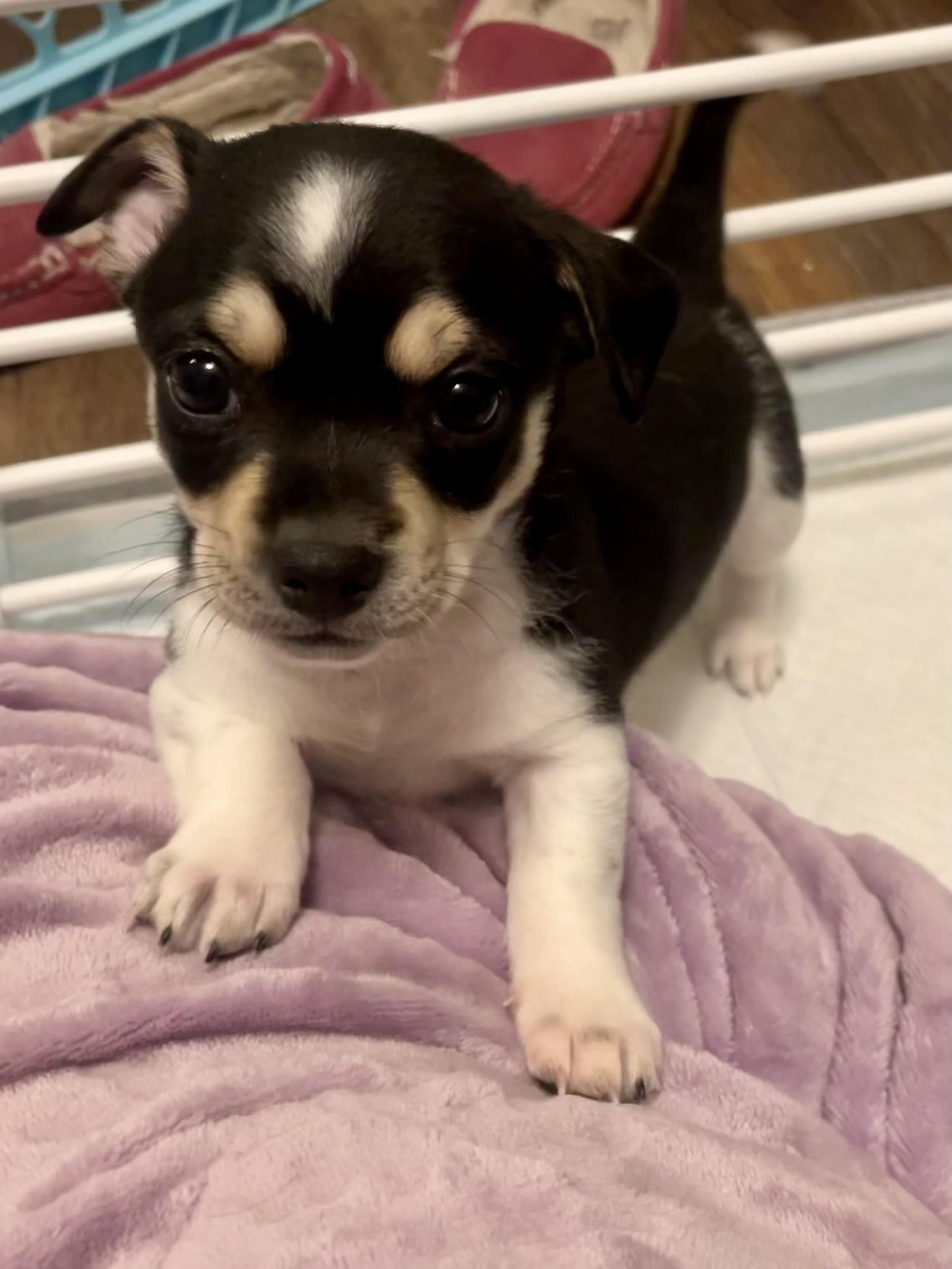 Enlarge Clove in Texarkana TX, a Adoptable mixed breed in Texarkana, TX image 3/6