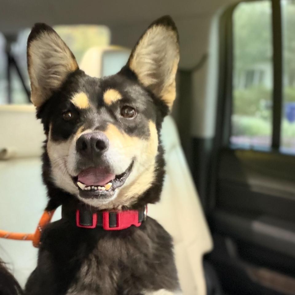 Chili, Adoptable, Adult Female Mixed Breed.