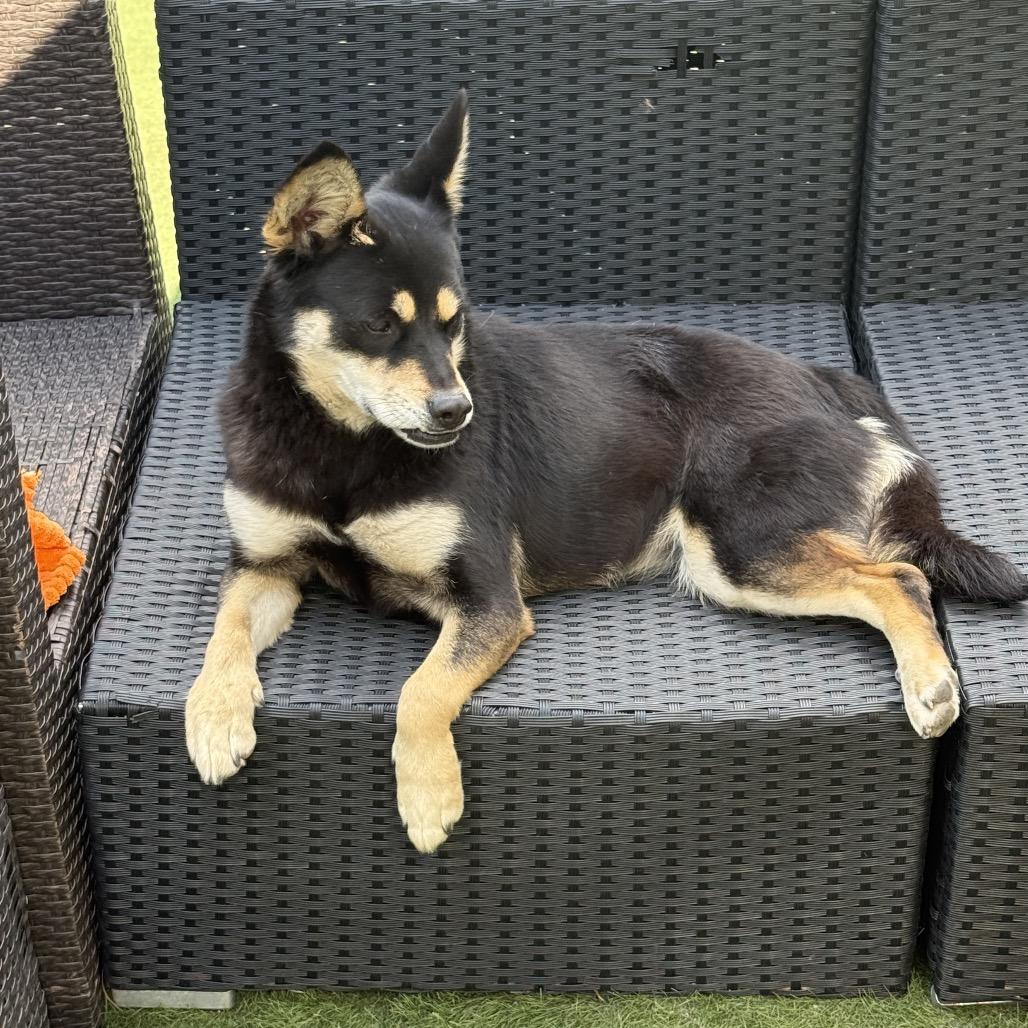 Enlarge Chili, a Adoptable Mixed Breed in San Diego, CA image 2/4