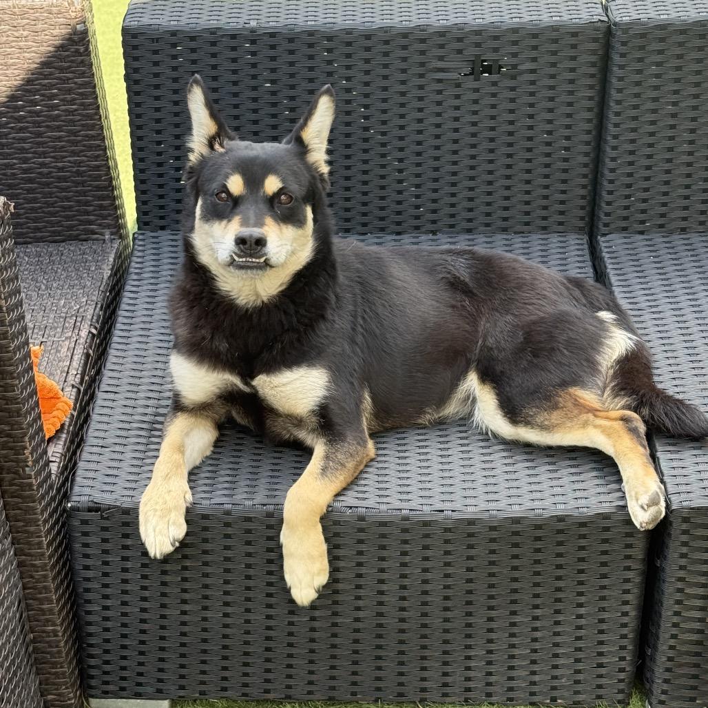 Enlarge Chili, a Adoptable Mixed Breed in San Diego, CA image 3/4