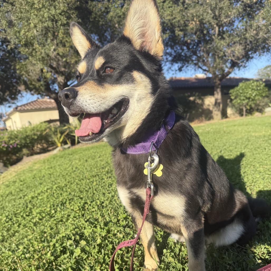 Enlarge Chili, a Adoptable Mixed Breed in San Diego, CA image 4/4