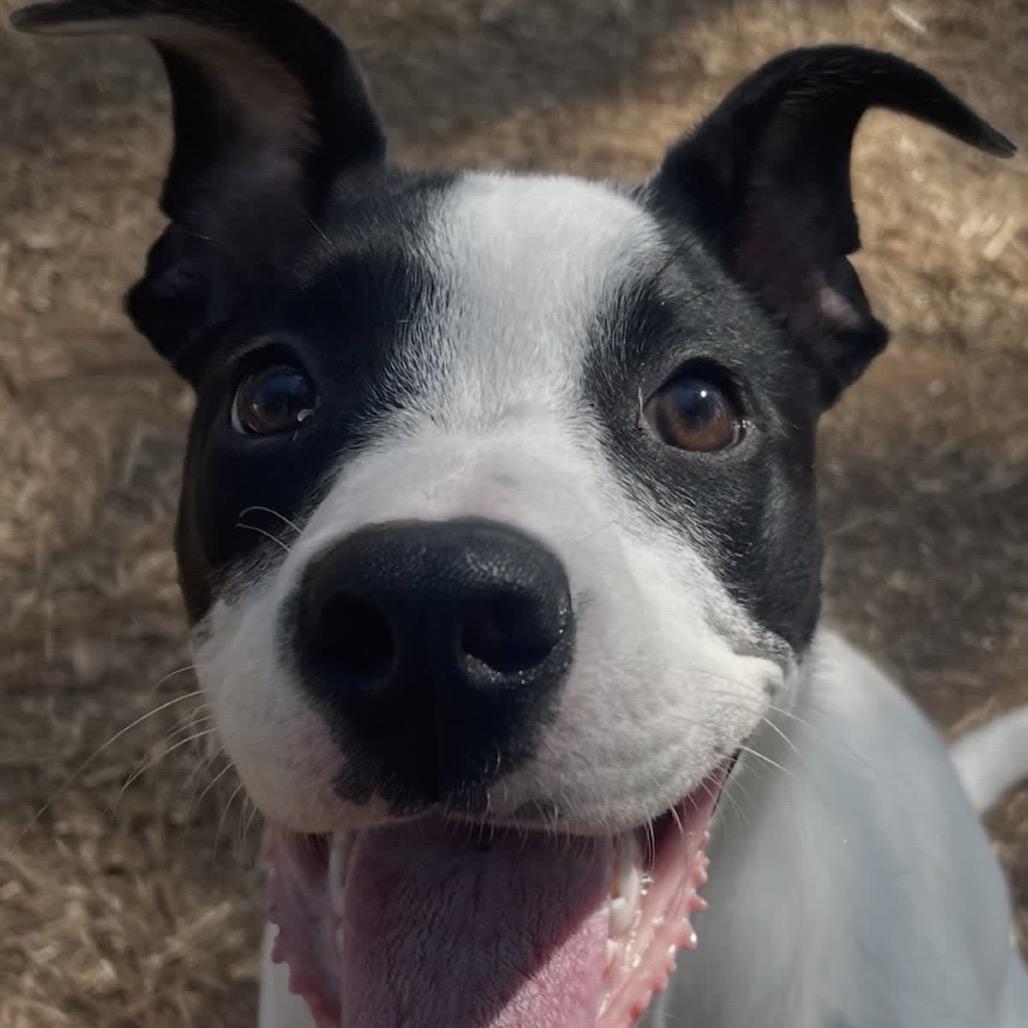 Enlarge Bella, a Adoptable Mixed Breed in Valley, AL image 1/5