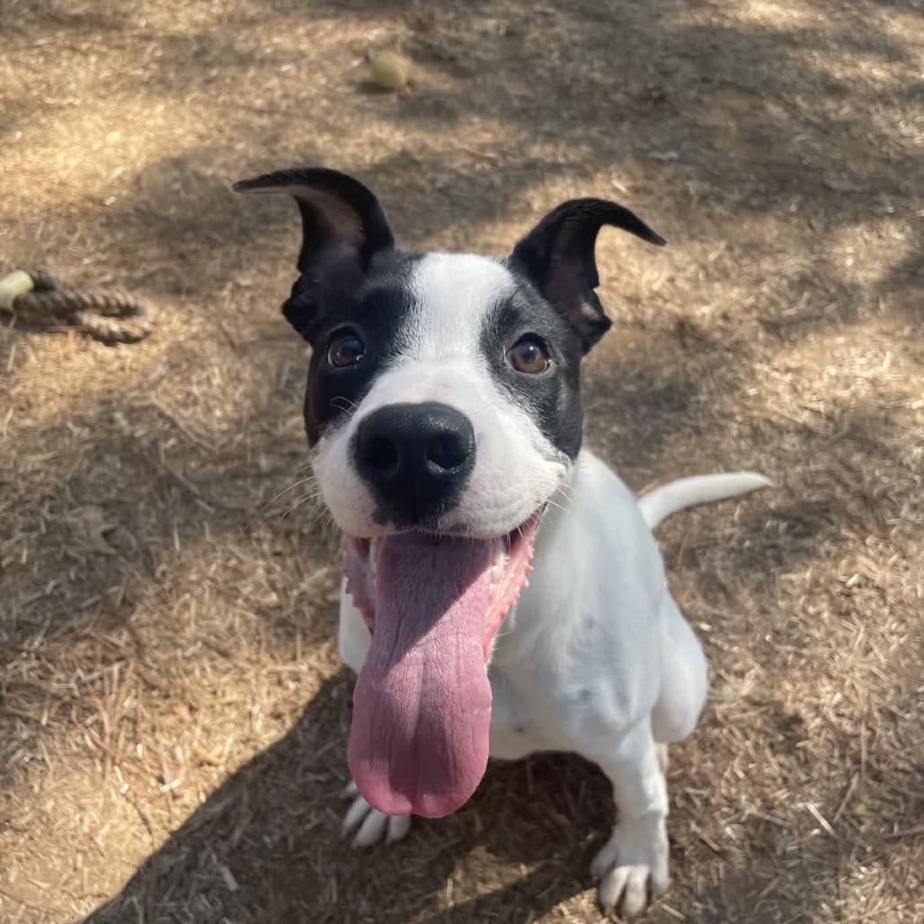 Enlarge Bella, a Adoptable Mixed Breed in Valley, AL image 2/5