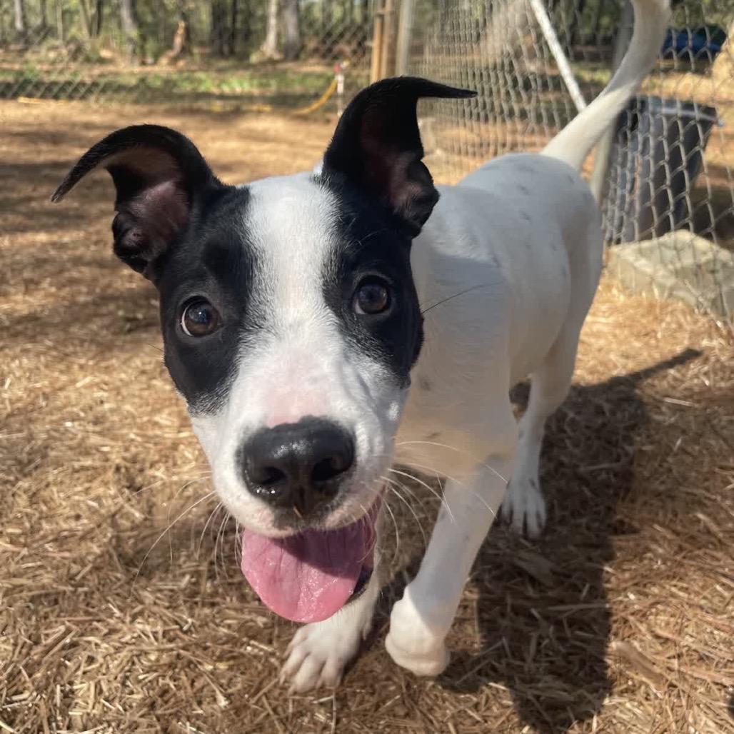 Enlarge Bella, a Adoptable Mixed Breed in Valley, AL image 4/5