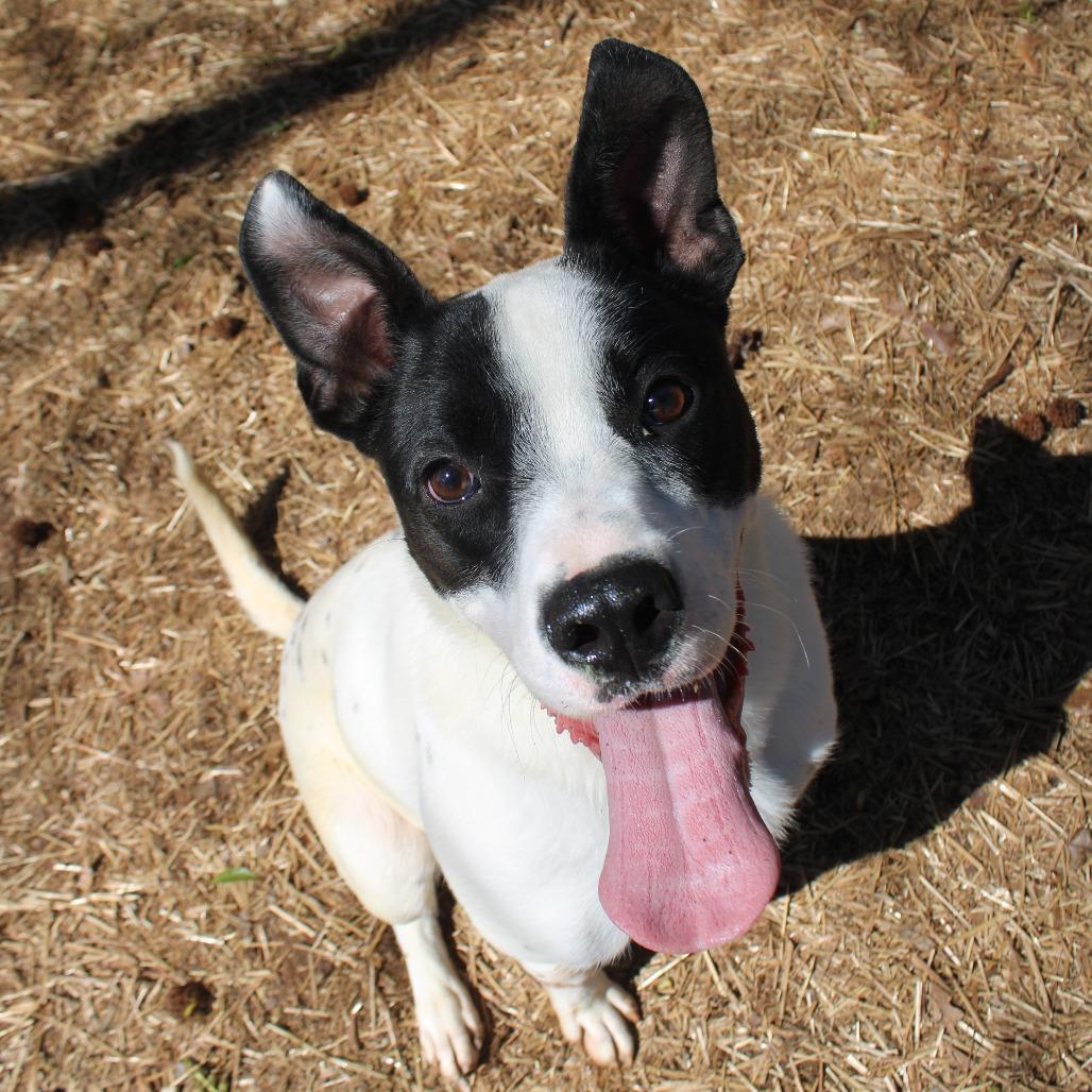 Enlarge Bella, a Adoptable Mixed Breed in Valley, AL image 5/6