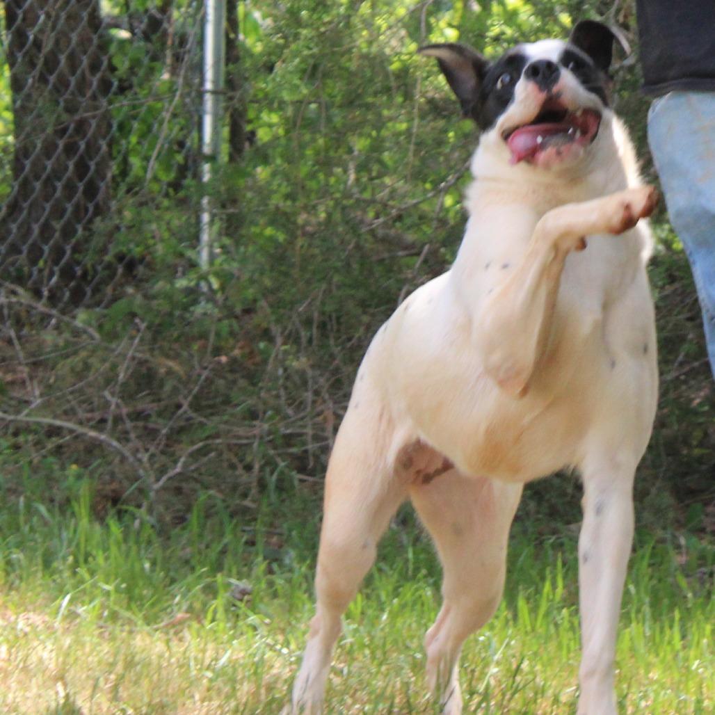 Enlarge Bella, a Adoptable Mixed Breed in Valley, AL image 6/6