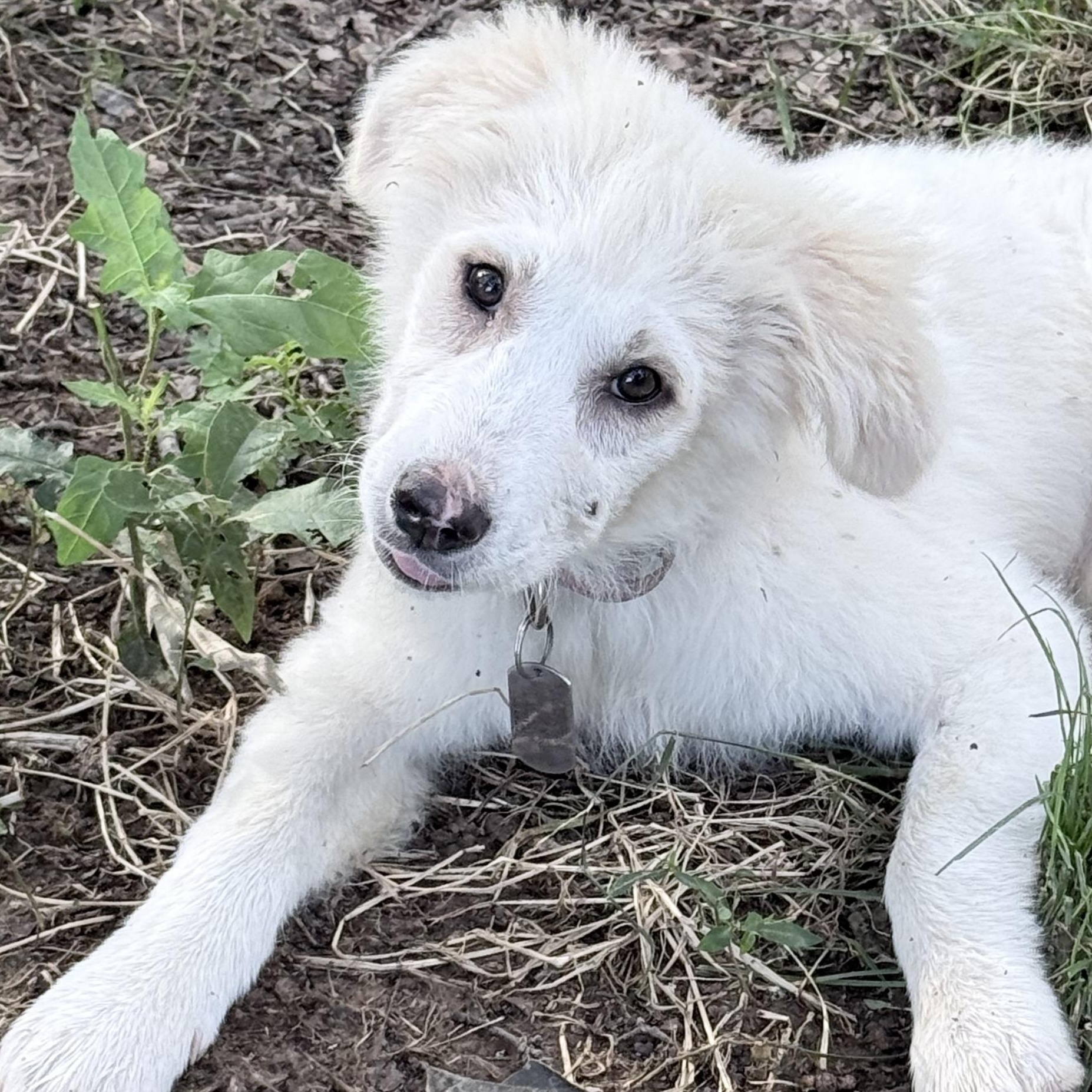 Winifred, a Adoptable Great Pyrenees in Middletown, CT image 4/4