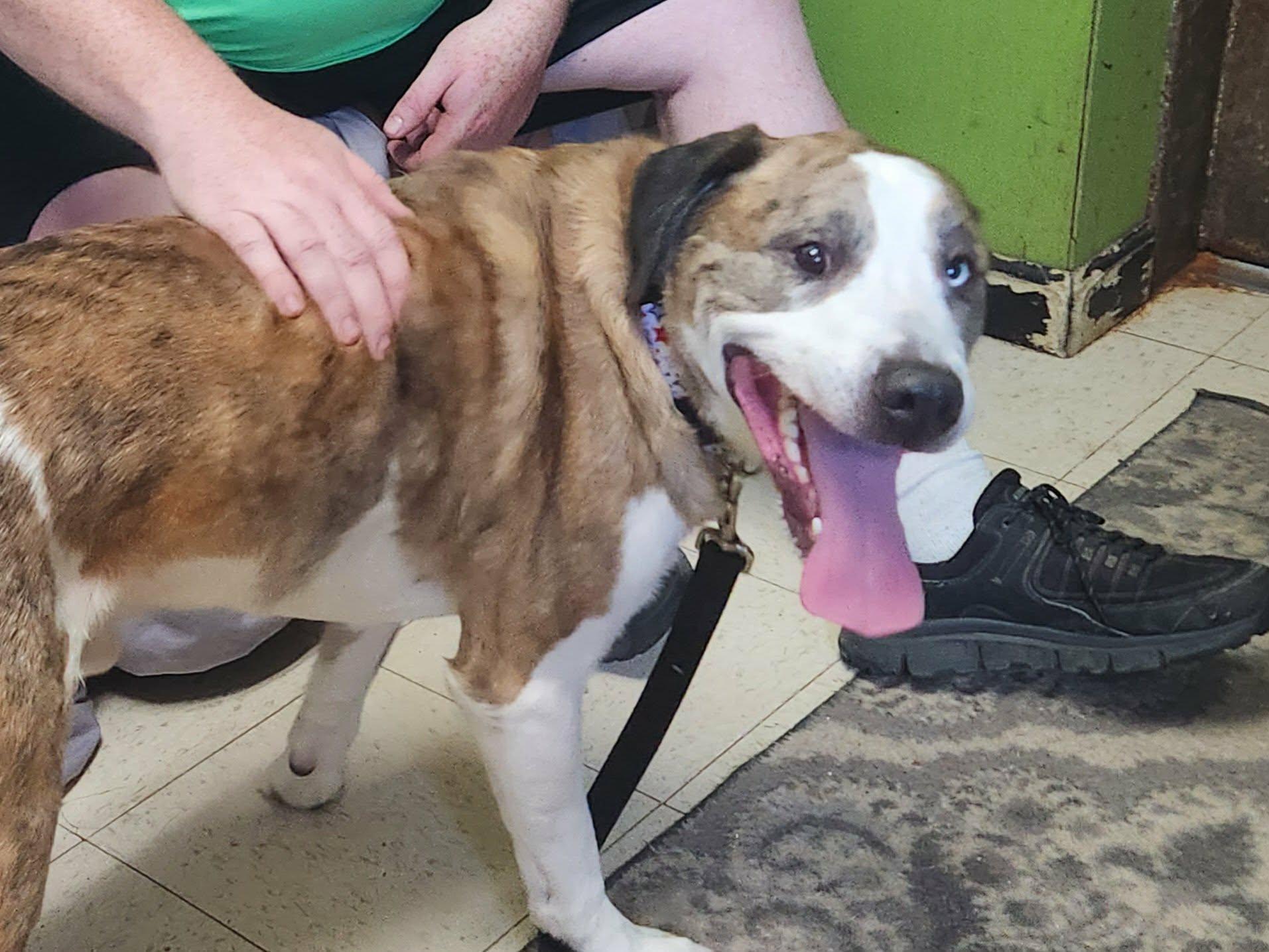 Draco, an adopted mixed breed in La Salle, IL image 2/3