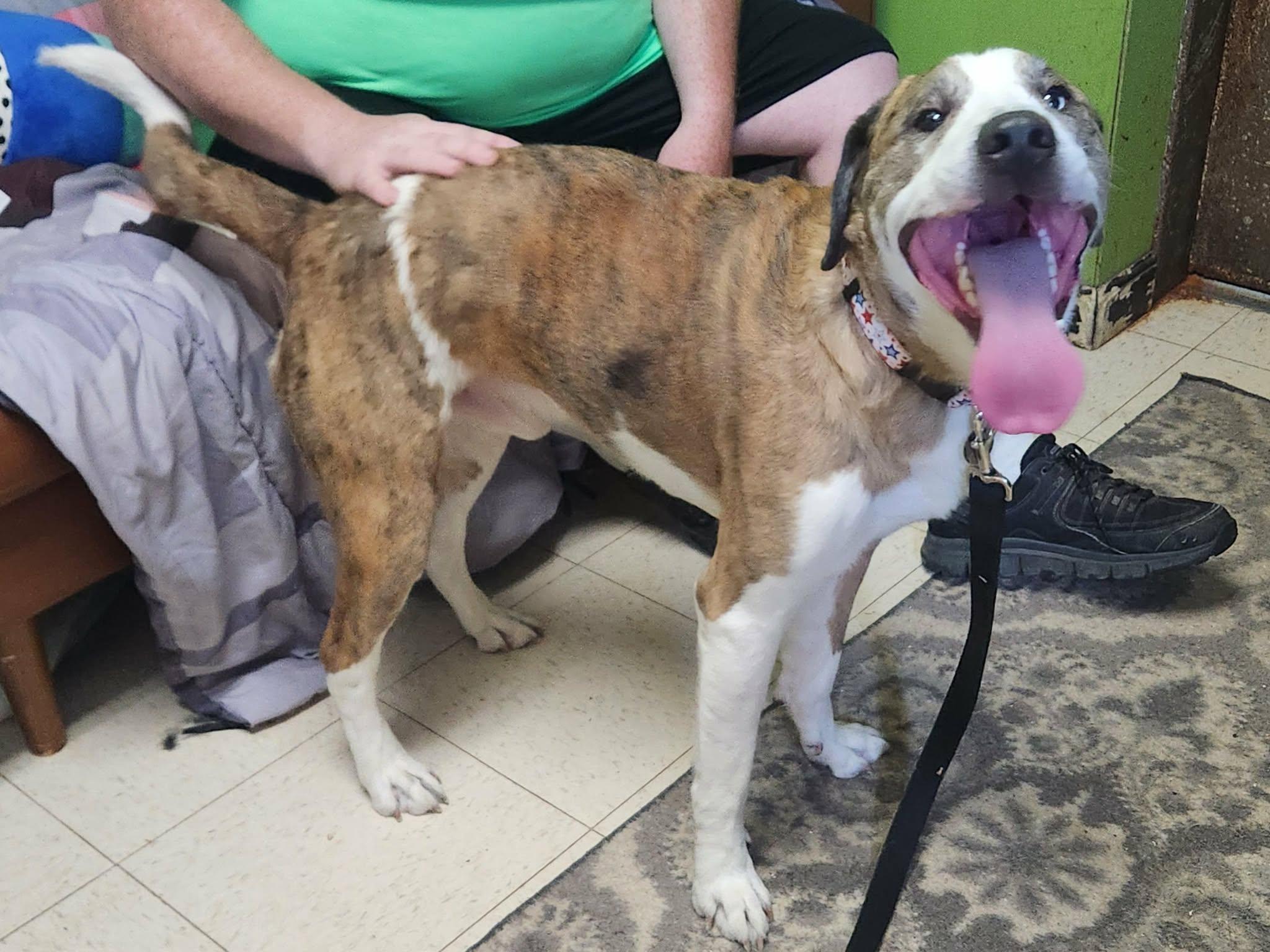Draco, an adopted mixed breed in La Salle, IL image 1/3