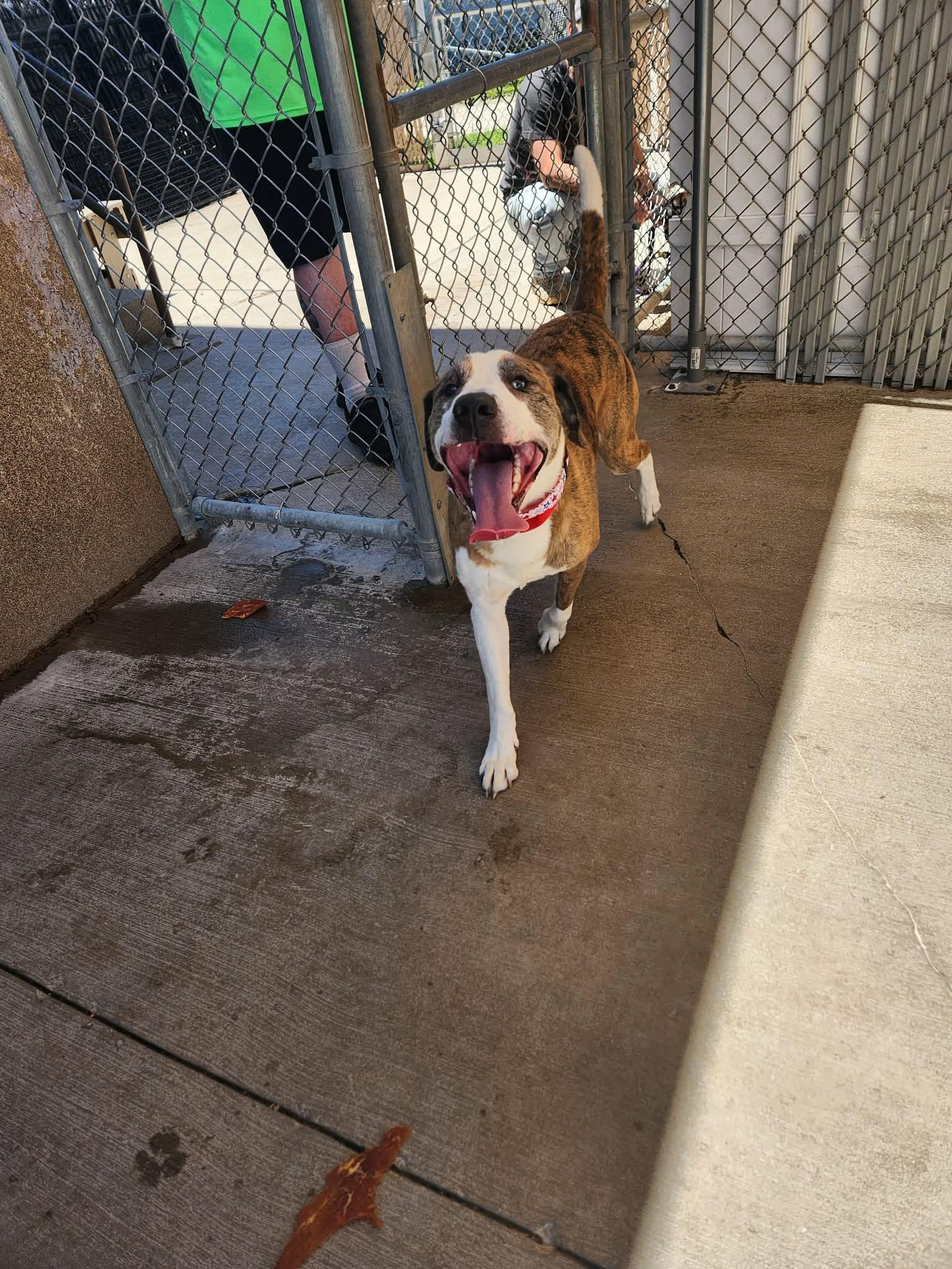 Draco, an adopted mixed breed in La Salle, IL image 3/3