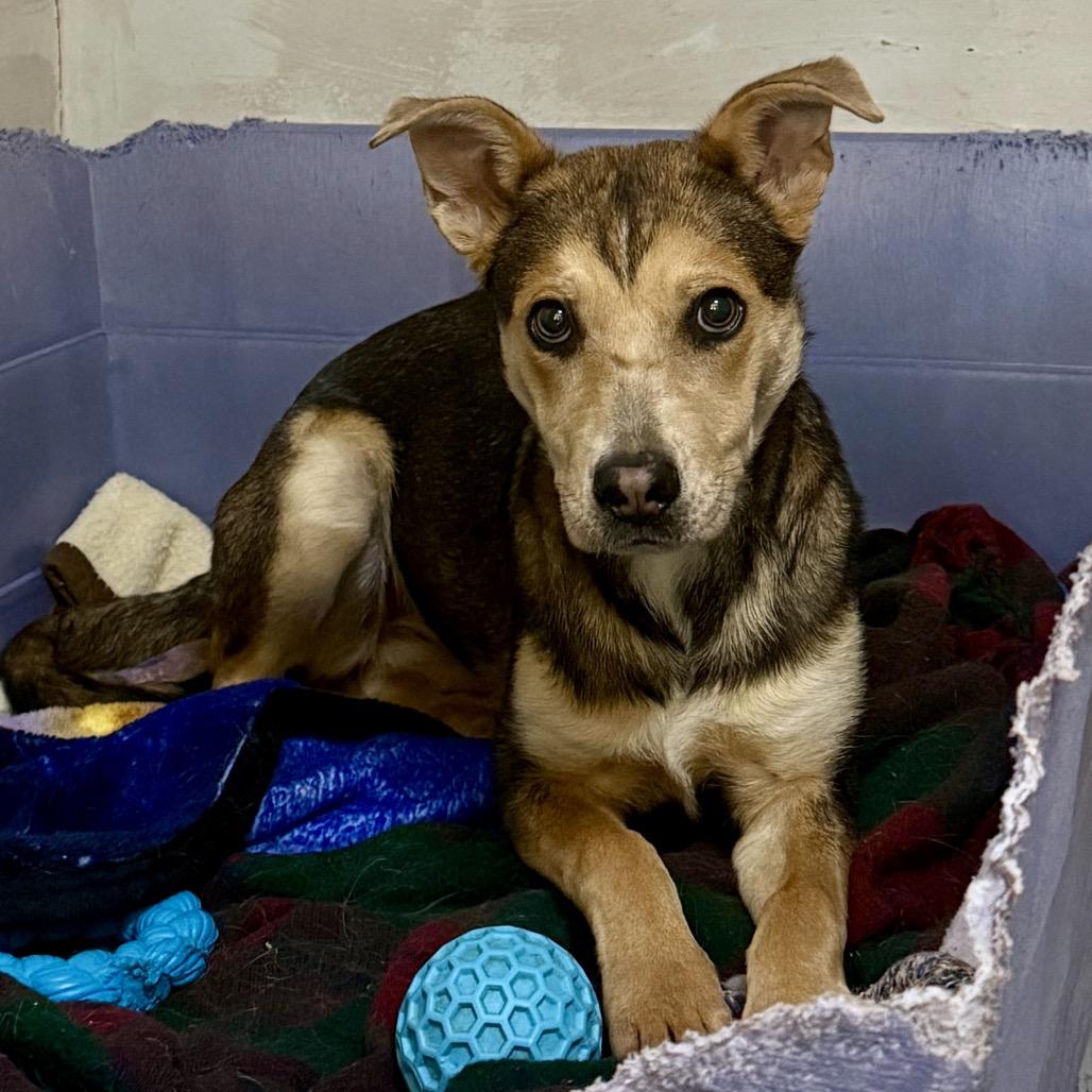 Enlarge Blossom, a Adoptable Mixed Breed in Redwood Valley, CA image 1/5