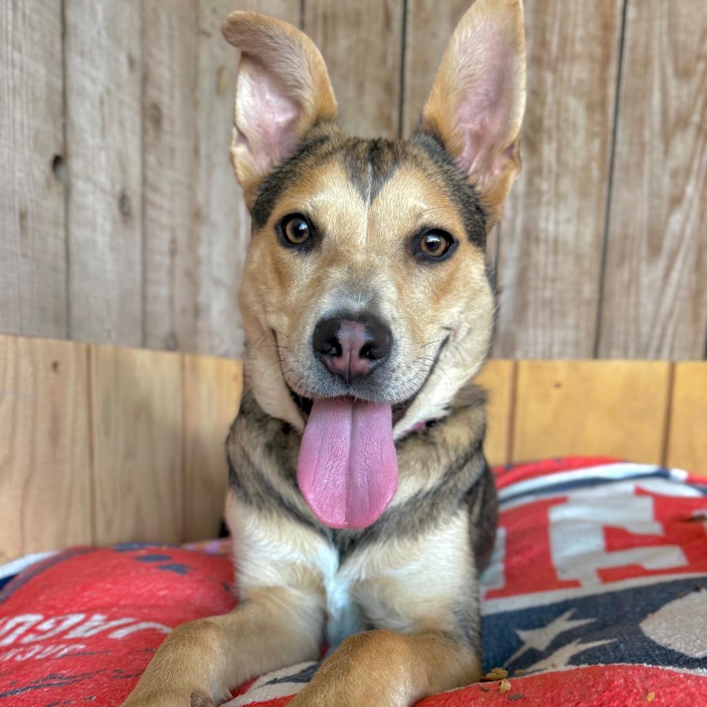 Enlarge Blossom, a Adoptable Mixed Breed in Redwood Valley, CA image 2/5