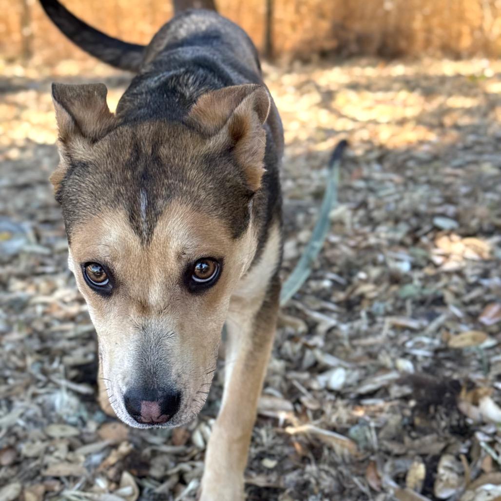 Enlarge Blossom, a Adoptable Mixed Breed in Redwood Valley, CA image 3/5