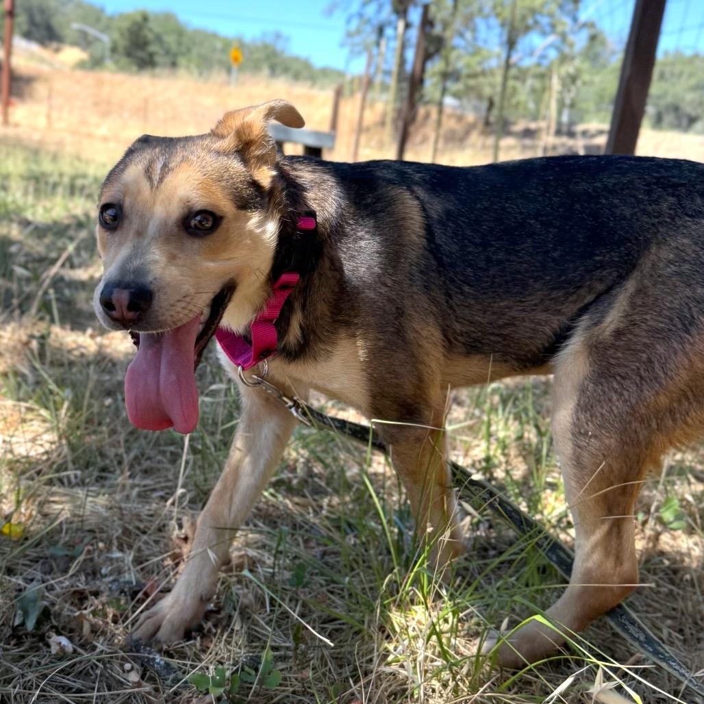 Enlarge Blossom, a Adoptable Mixed Breed in Redwood Valley, CA image 4/5