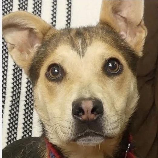 Enlarge Blossom, a Adoptable Mixed Breed in Redwood Valley, CA image 5/5