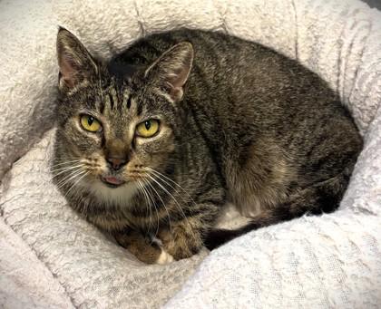 Agatha 1863-25, Adoptable, Adult Female Domestic Short Hair & Domestic Short Hair.