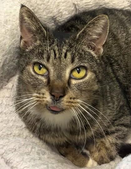 Enlarge Agatha 1863-25, a Adoptable mixed breed in Cumming, GA image 2/6